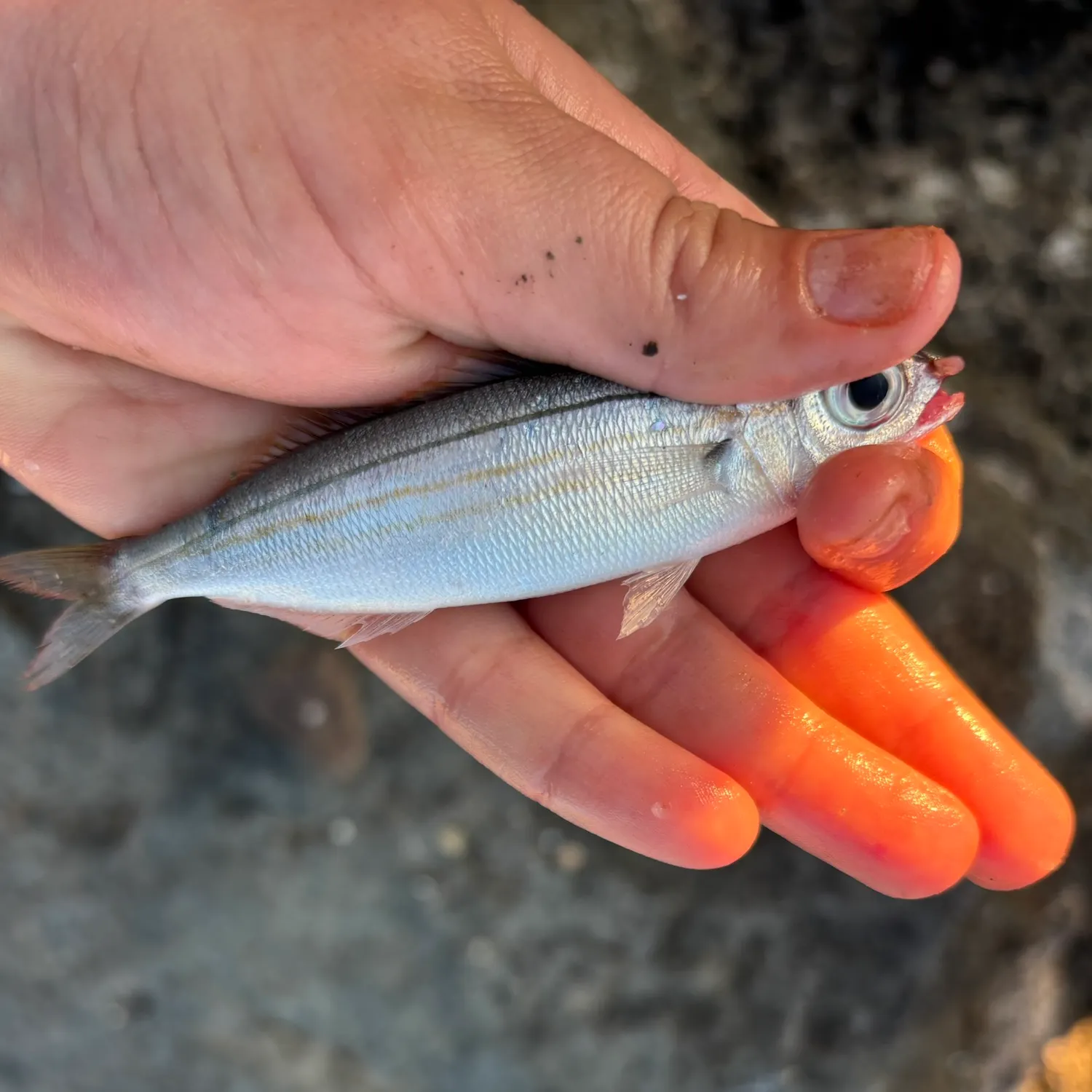 The most recent Bogue catches on Fishbrain