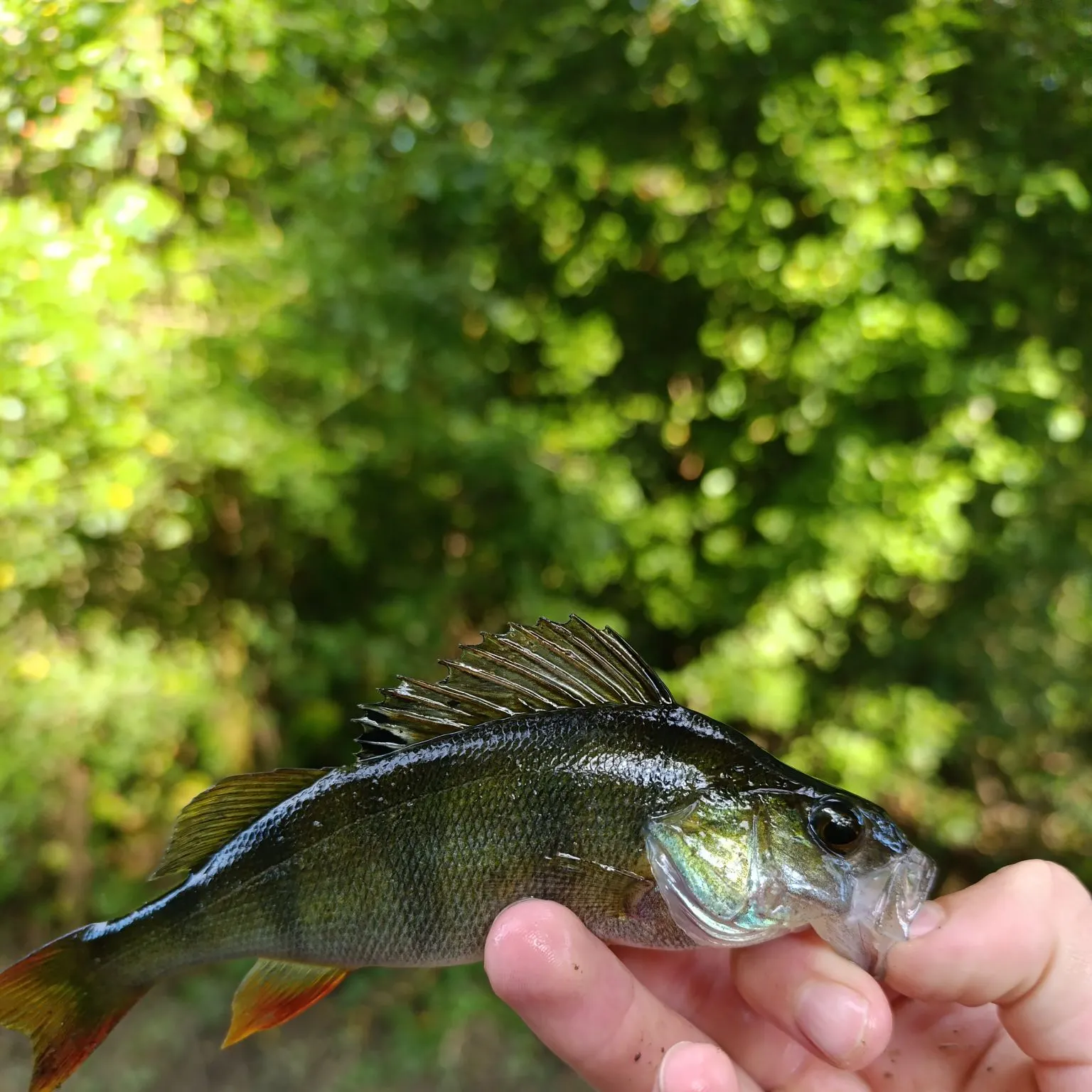 European perch caught on Fishbrain