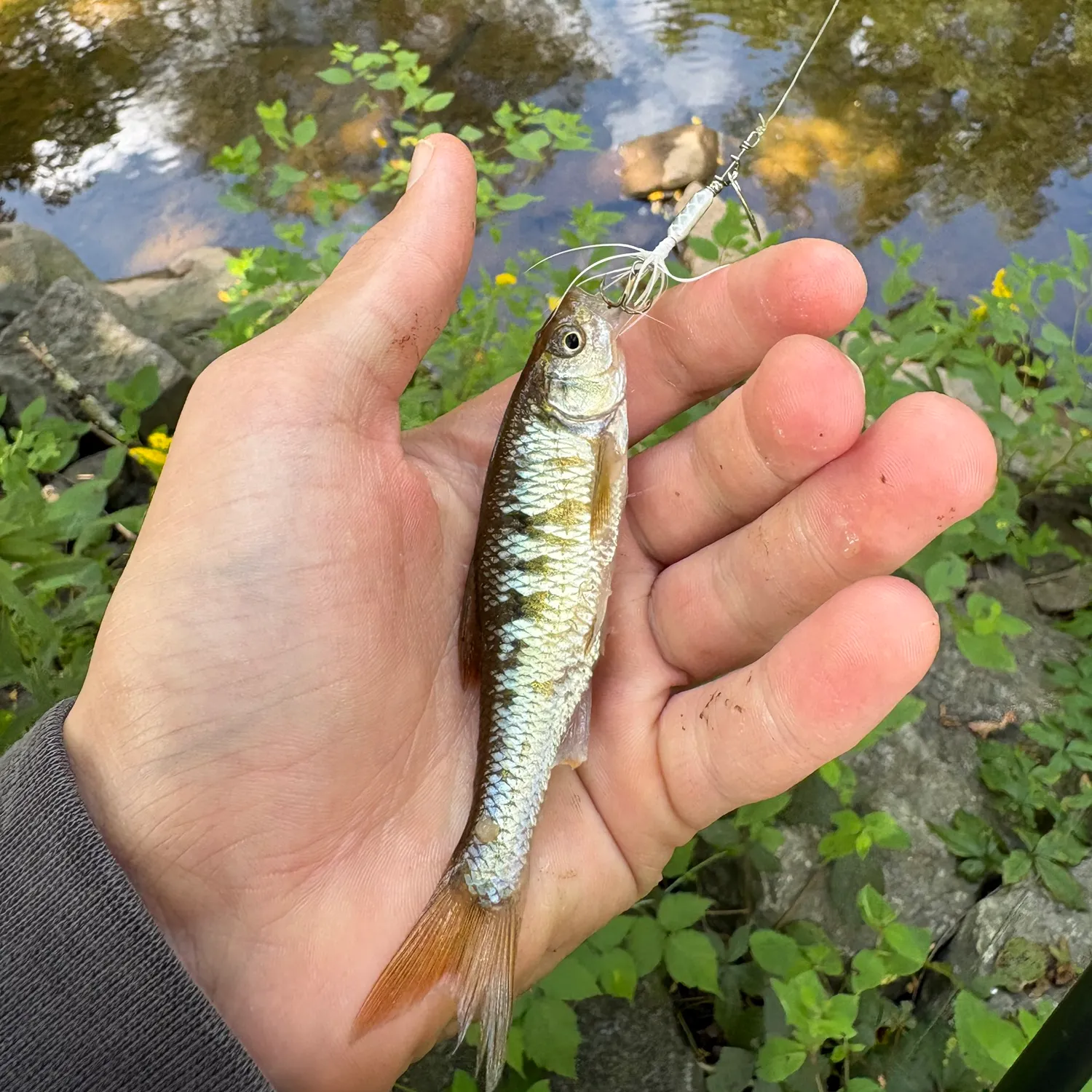Common shiner caught on Fishbrain