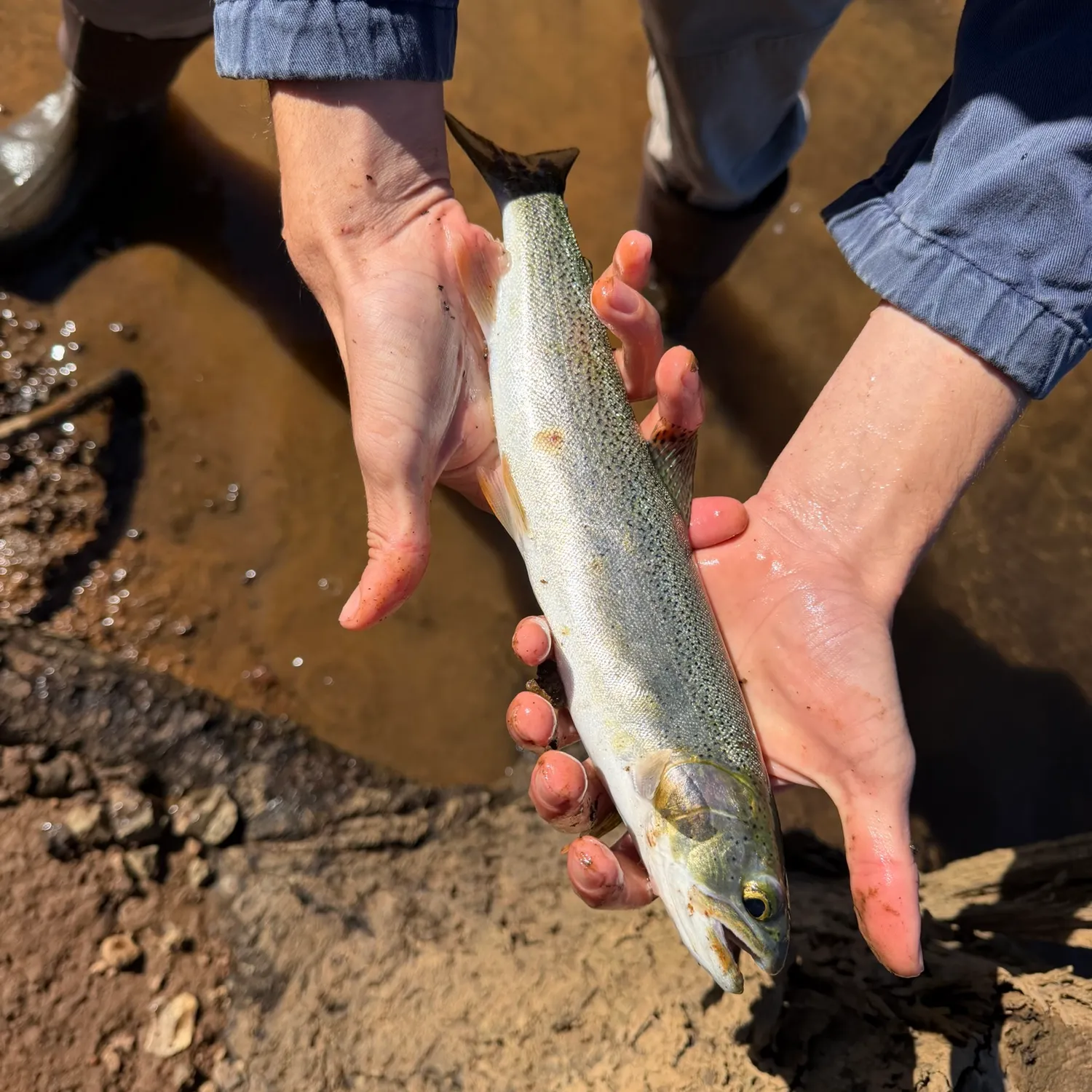 Coastal cutthroat trout caught on Fishbrain