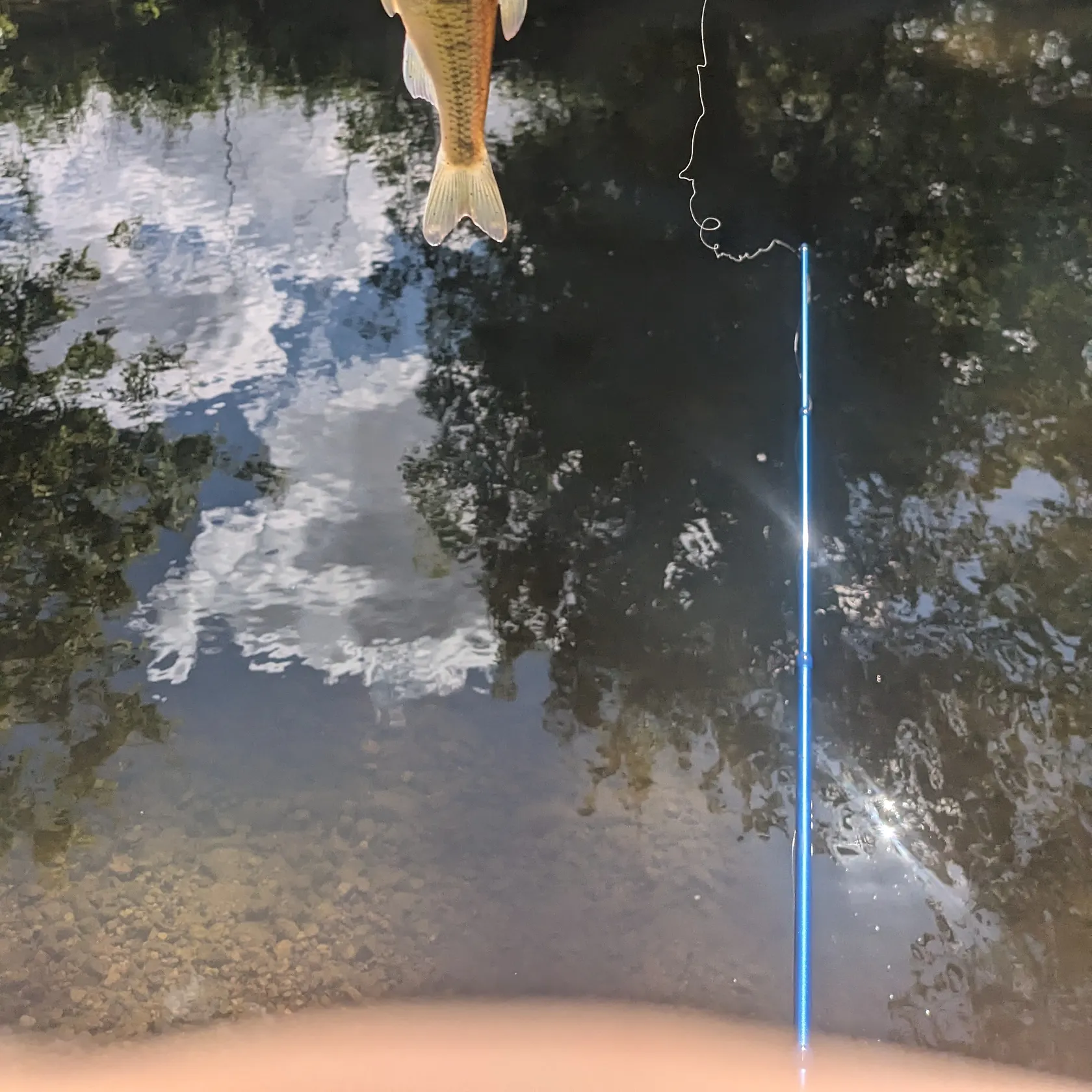 Creek chub caught on Fishbrain