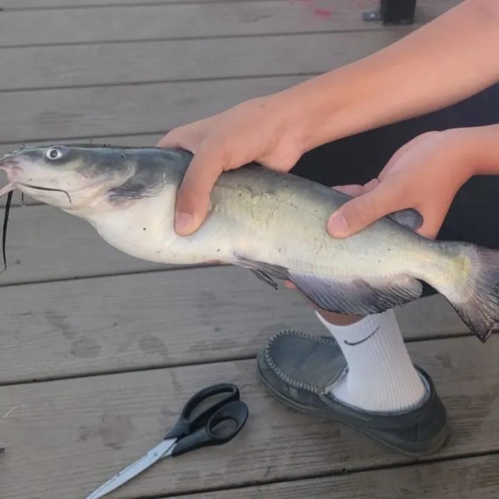 Channel catfish caught on Fishbrain