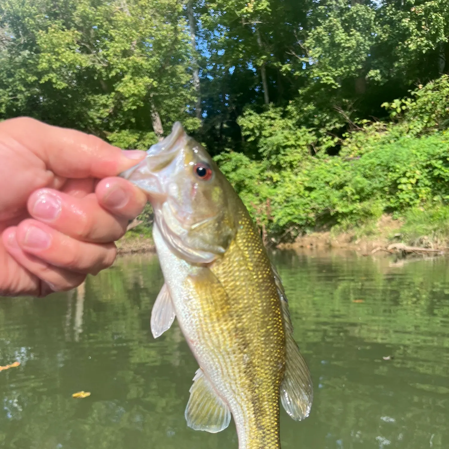 Spotted bass caught on Fishbrain