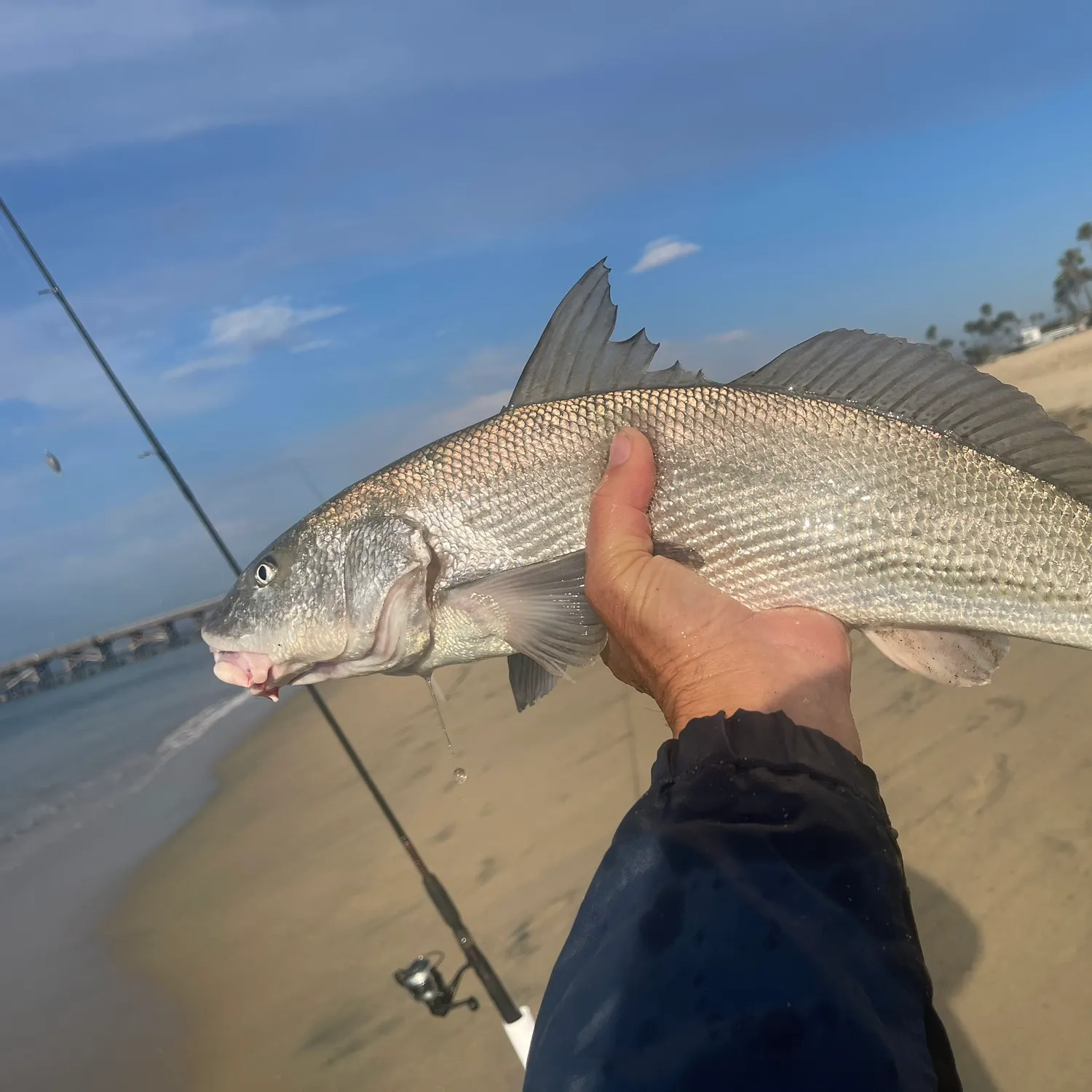 The most popular recent California corbina catch on Fishbrain