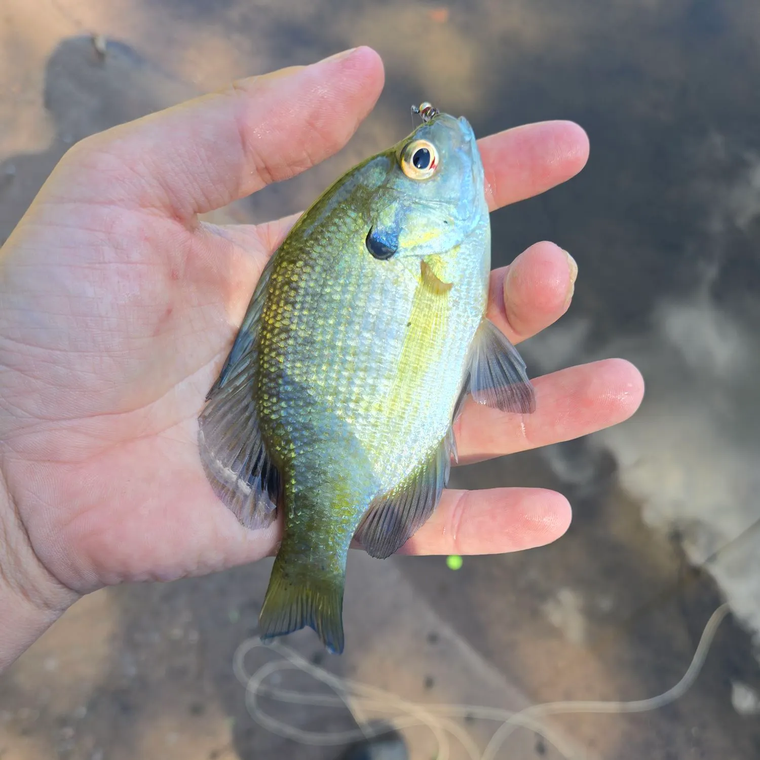 Bluegill caught on Fishbrain