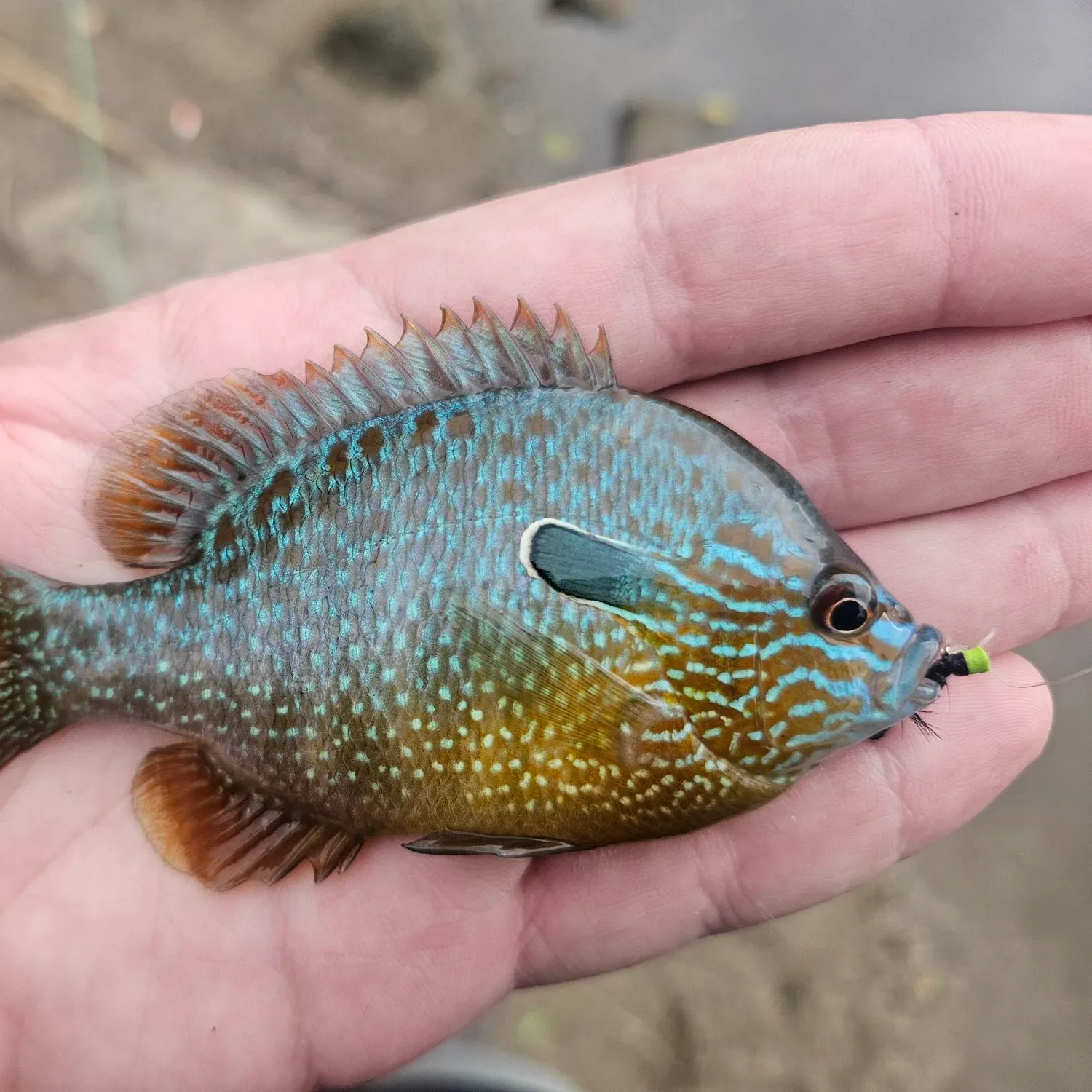 Longear sunfish caught on Fishbrain