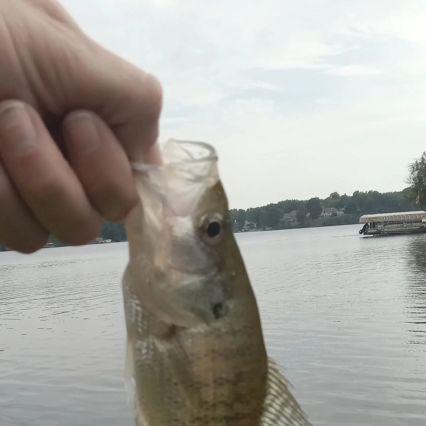 White crappie caught on Fishbrain