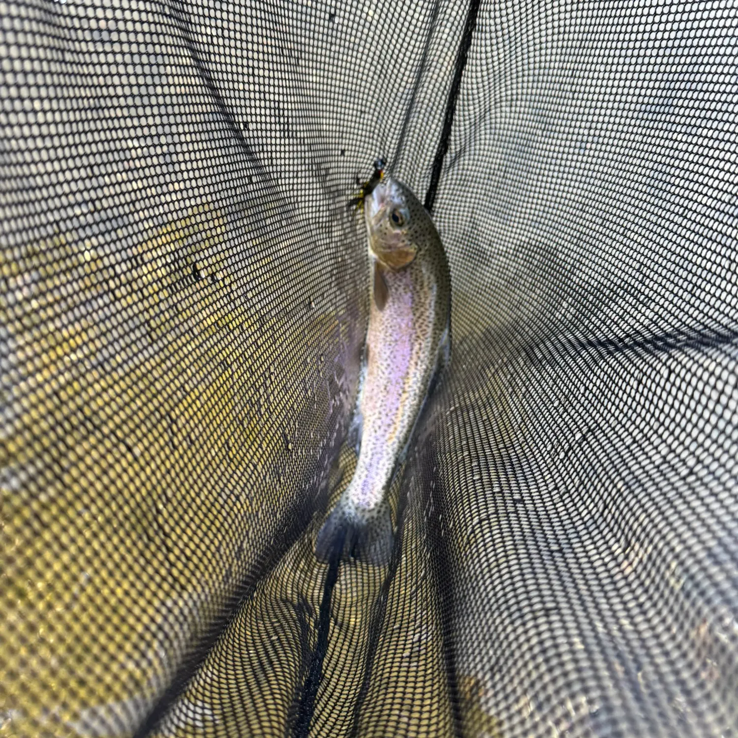 Rainbow trout caught on Fishbrain