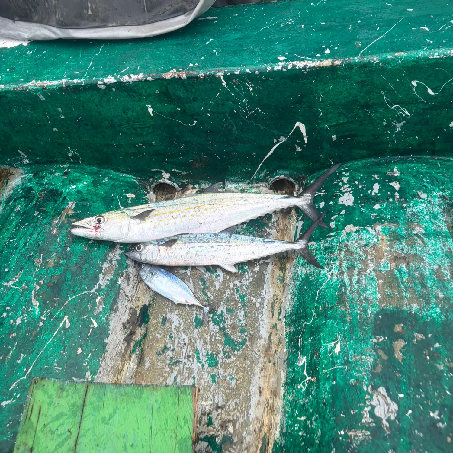 The most recent Serra Spanish mackerel catches on Fishbrain