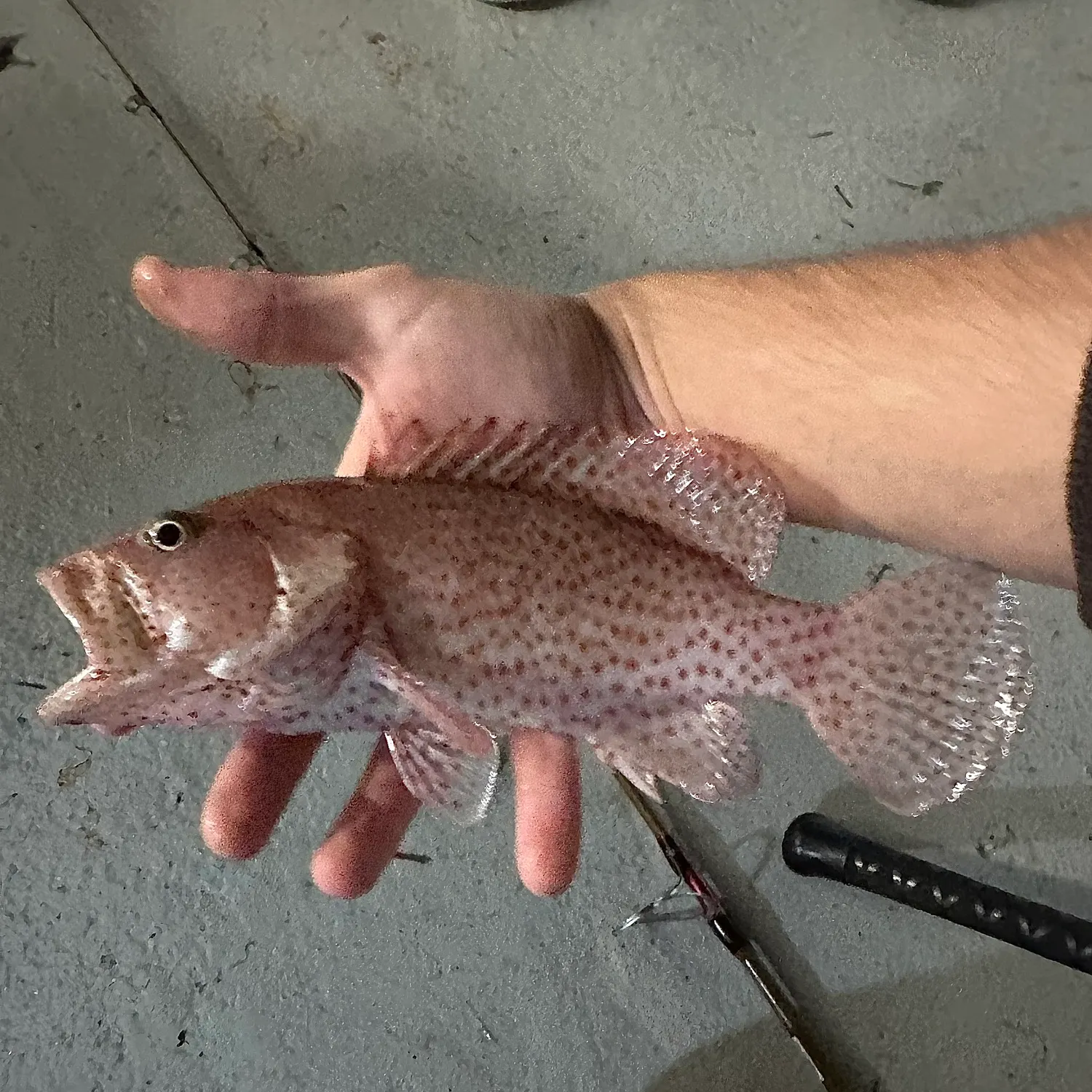The most recent Graysby grouper catches on Fishbrain