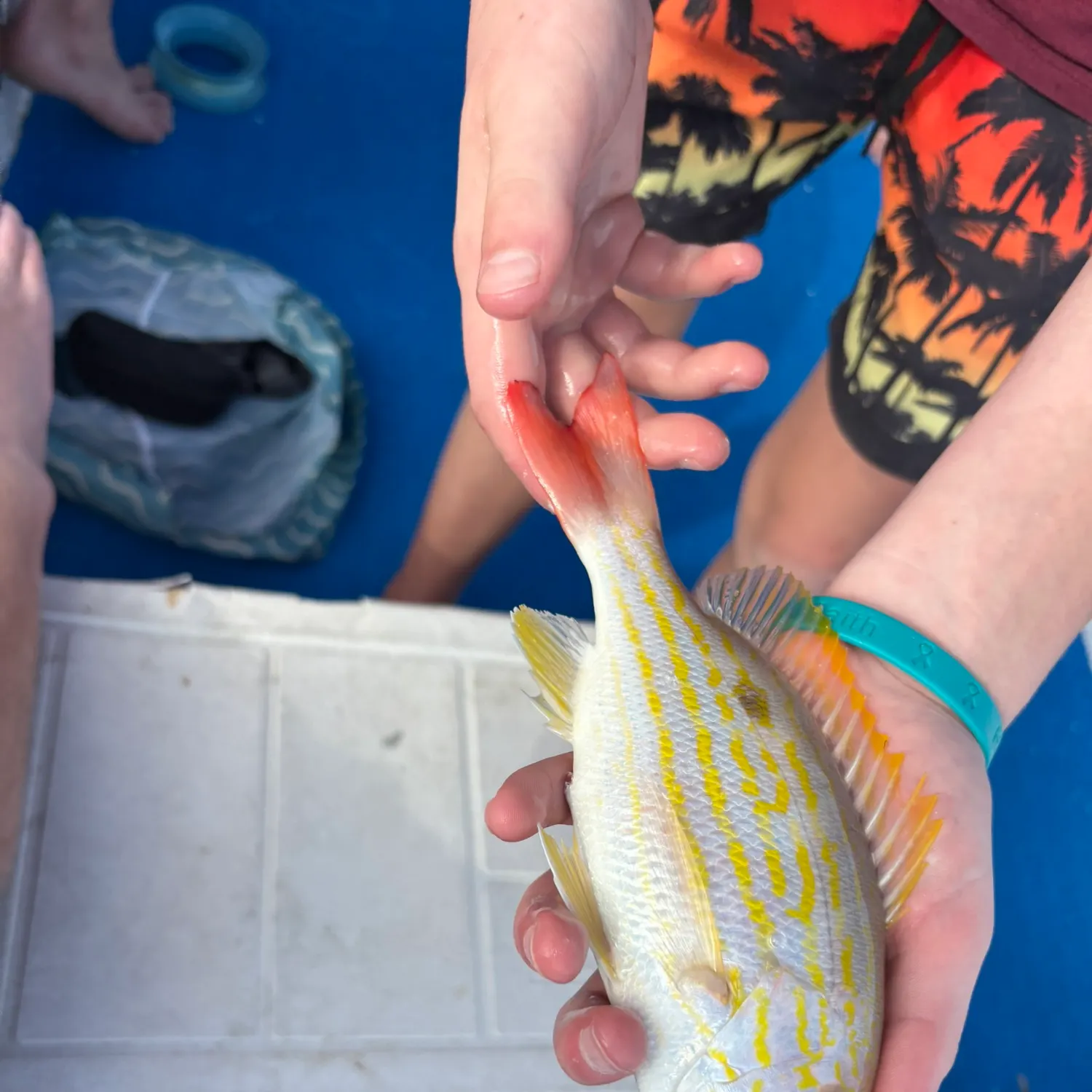 The most recent Lane snapper catches on Fishbrain