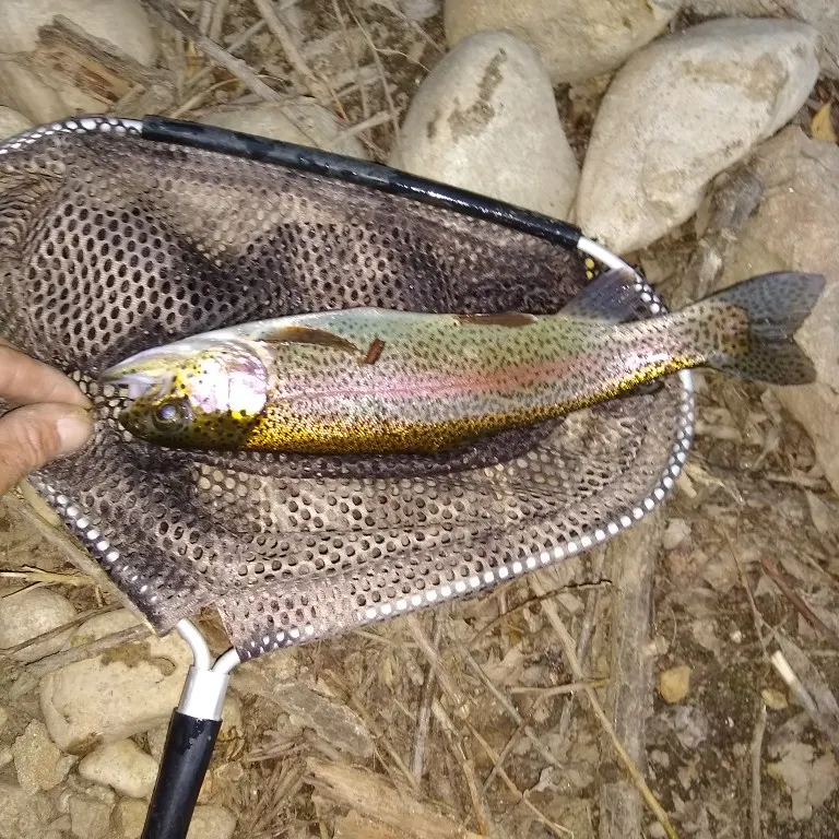 Rainbow trout caught on Fishbrain