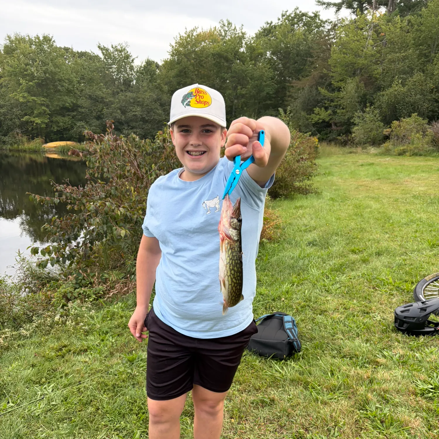 Chain pickerel caught on Fishbrain