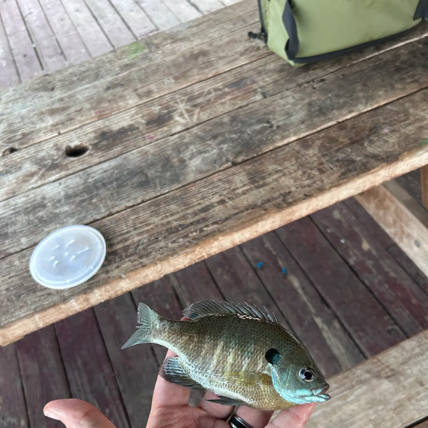 Bluegill caught on Fishbrain