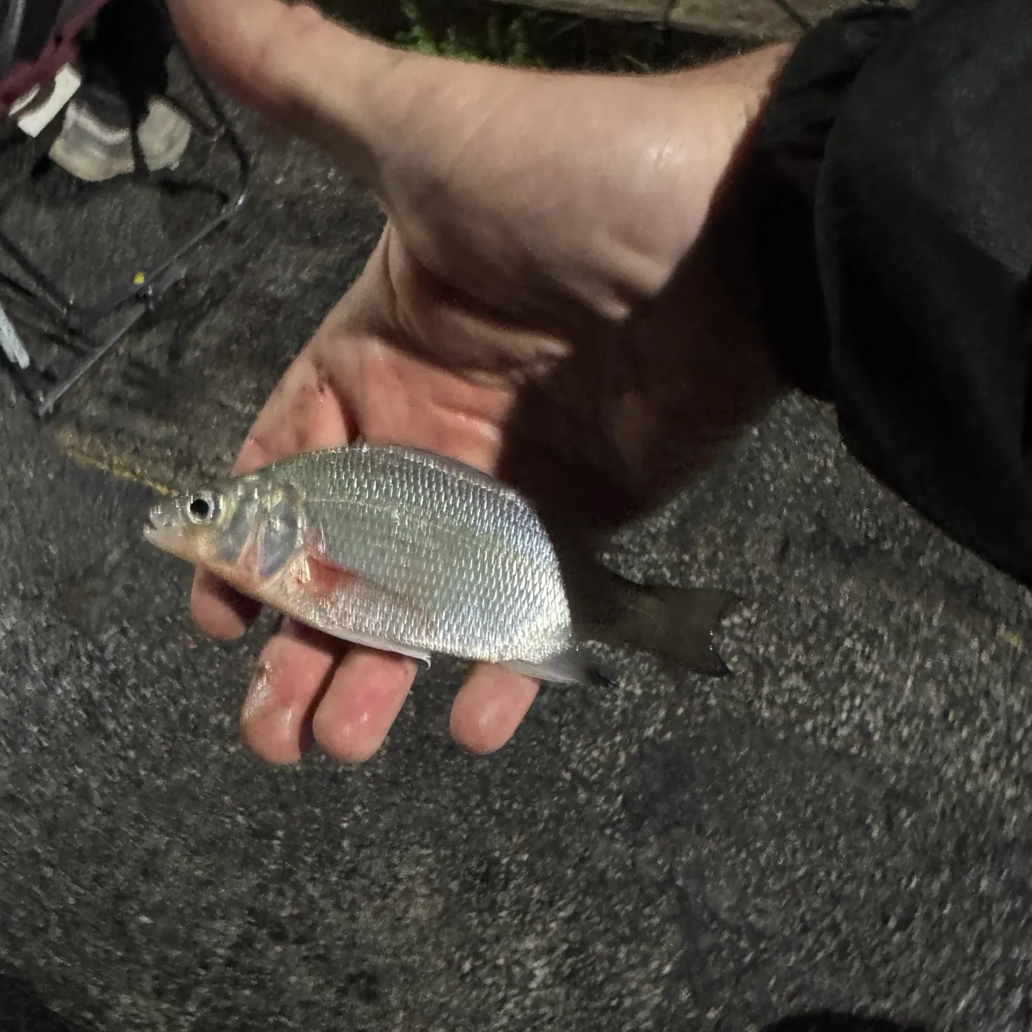 White perch caught on Fishbrain