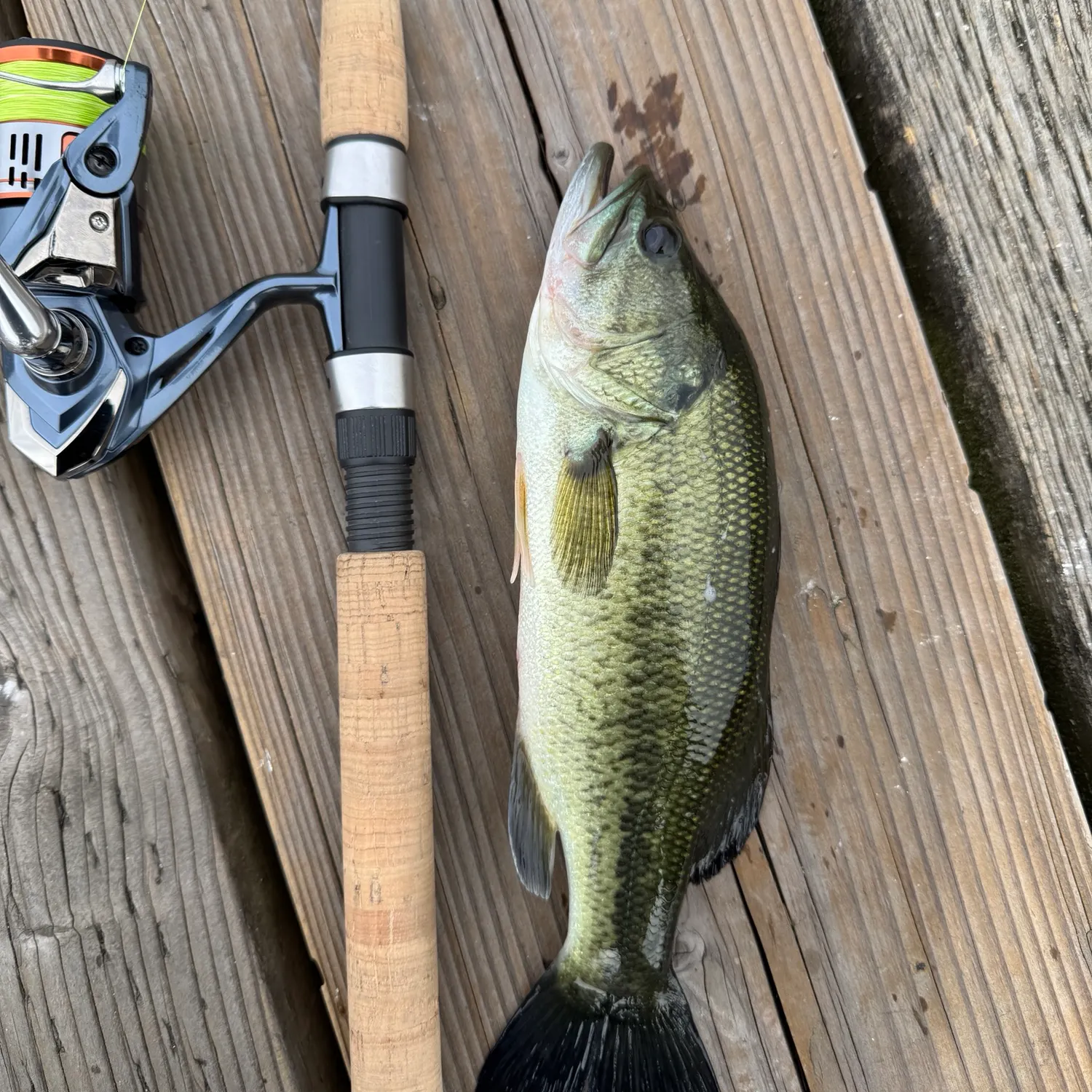 Largemouth bass caught on Fishbrain