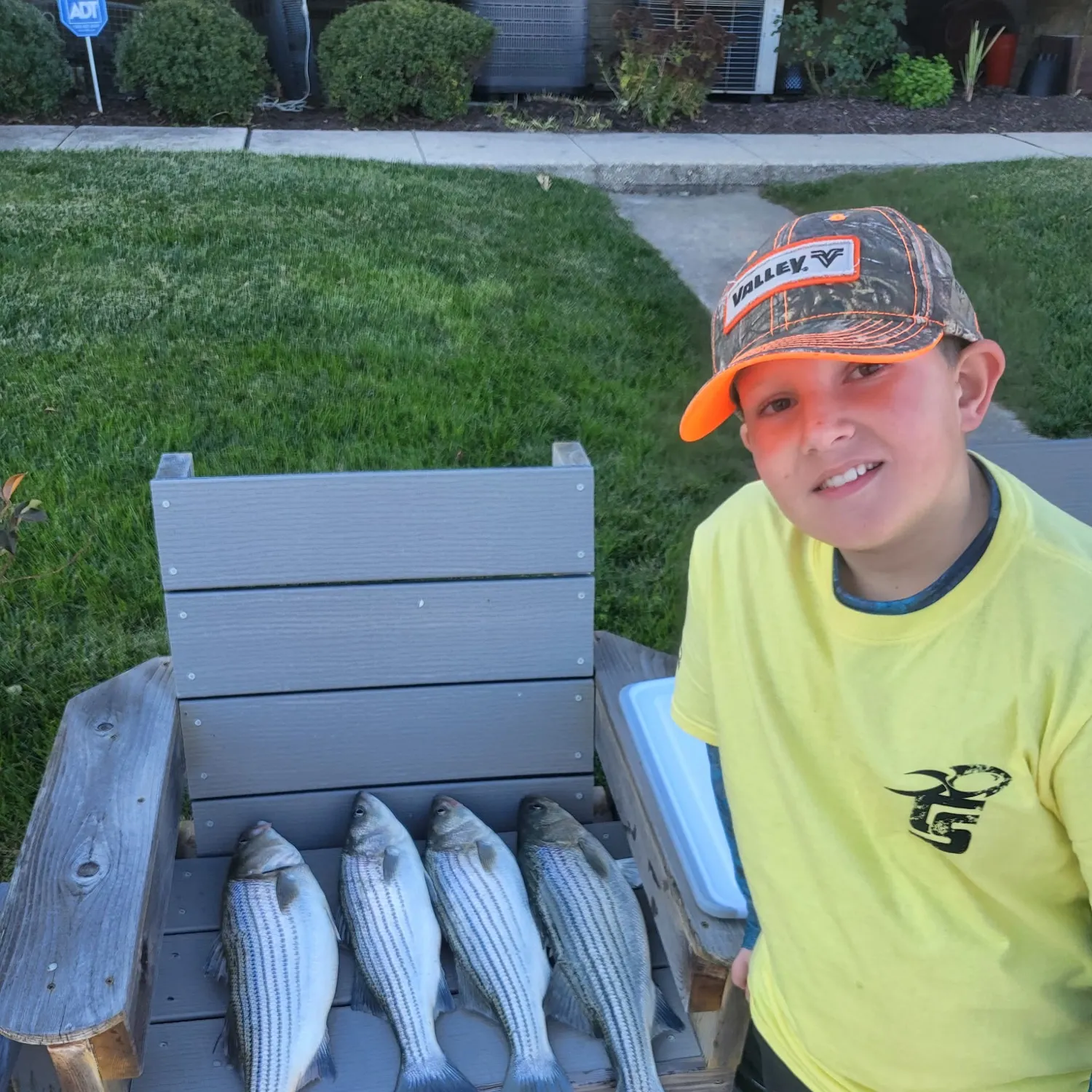 Striped bass caught on Fishbrain