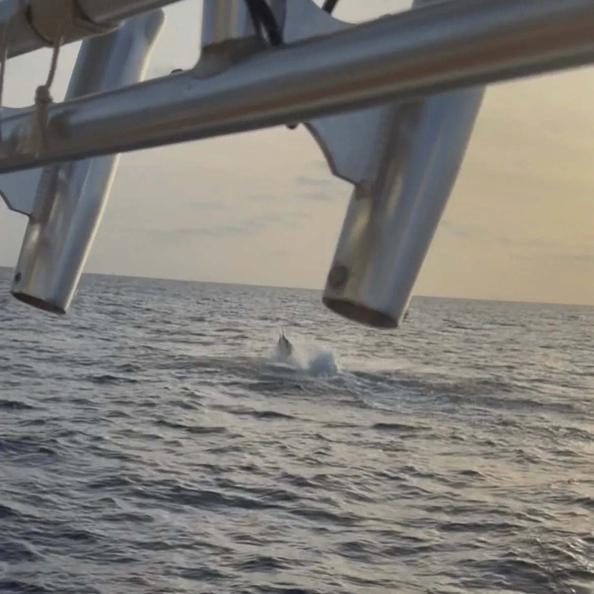 The most recent Atlantic blue marlin catches on Fishbrain