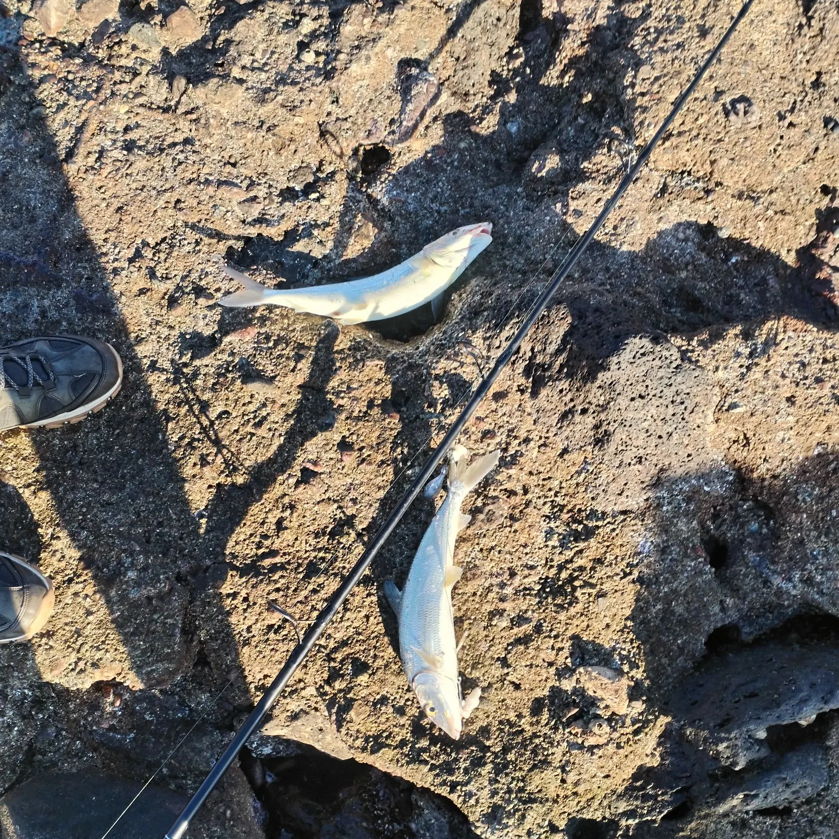 The most recent West Atlantic bonefish catches on Fishbrain