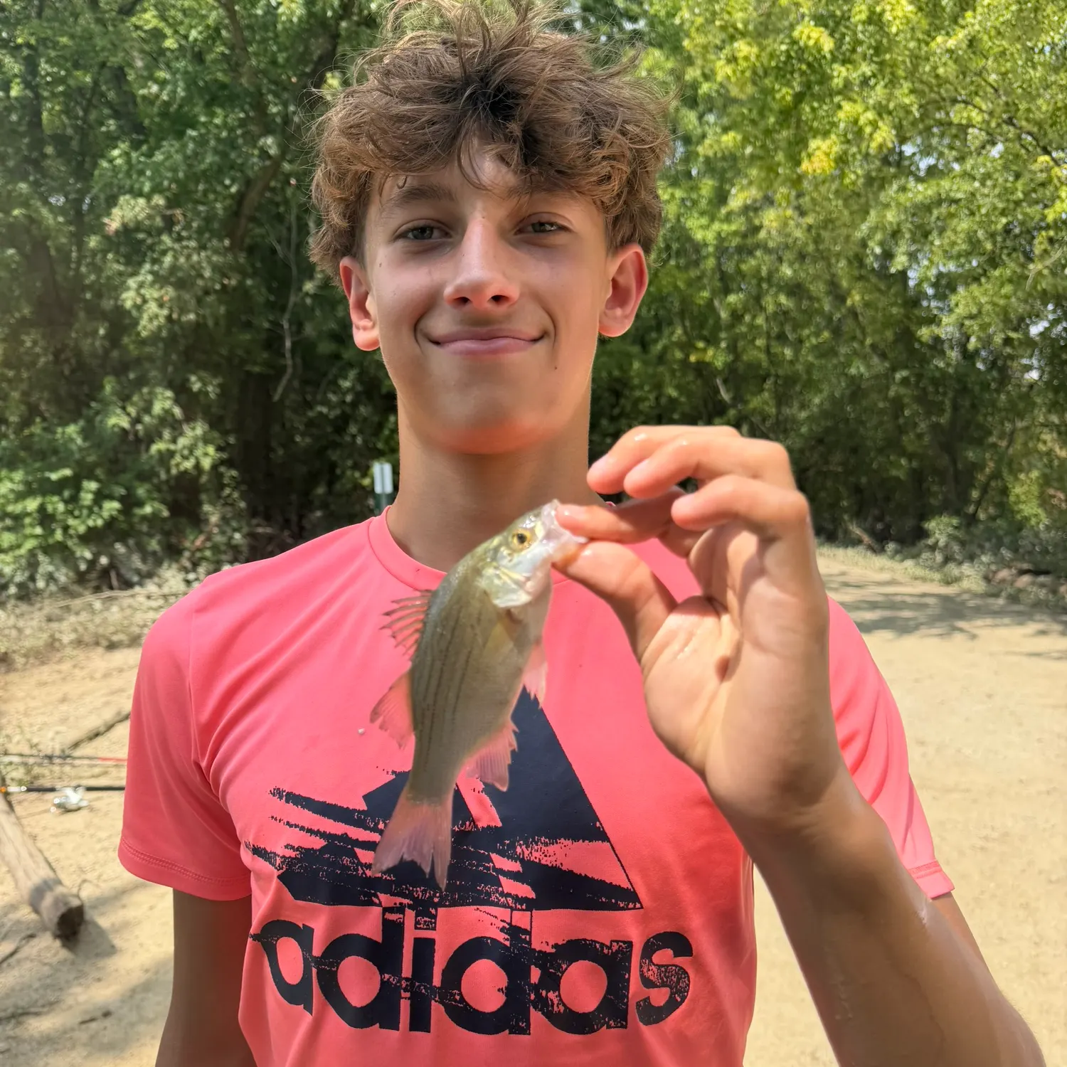 White bass caught on Fishbrain