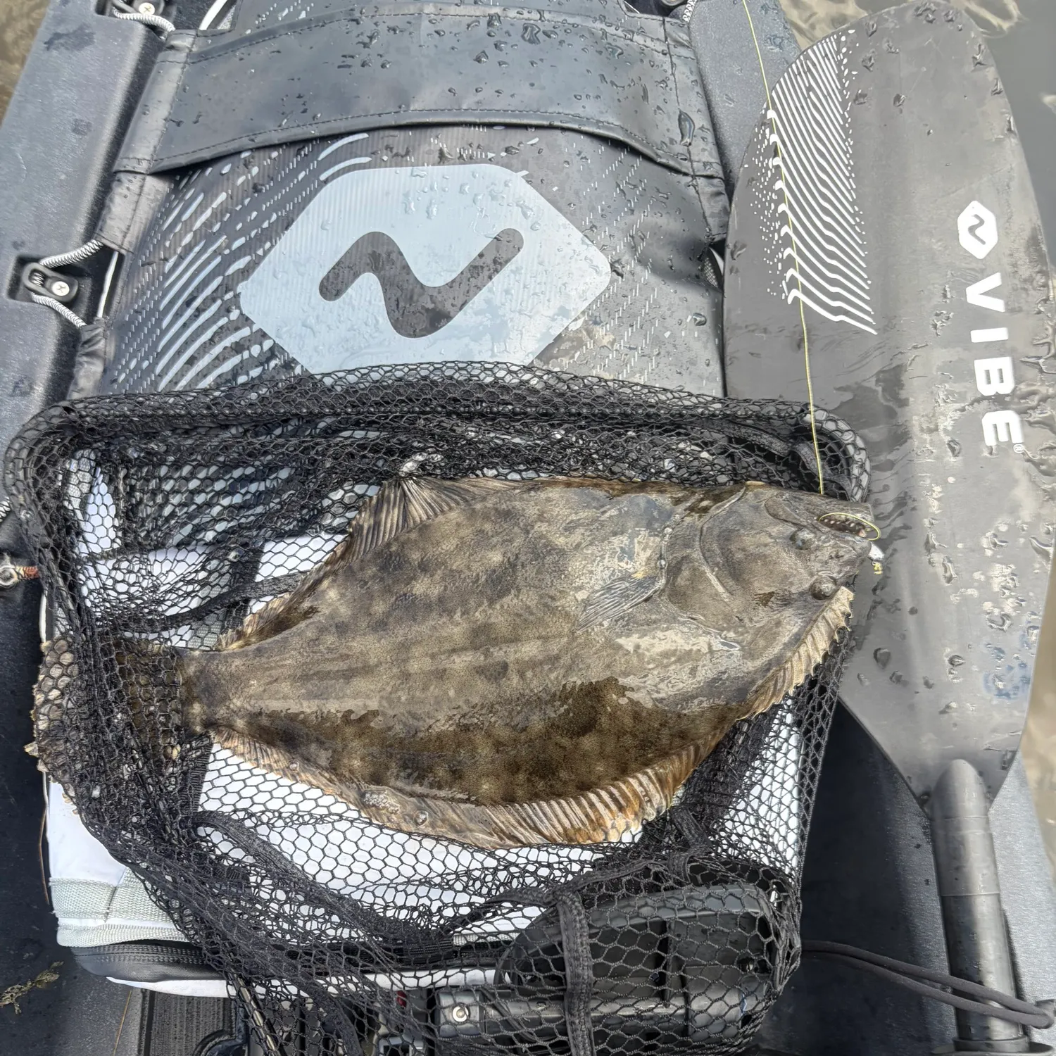 Summer flounder caught on Fishbrain