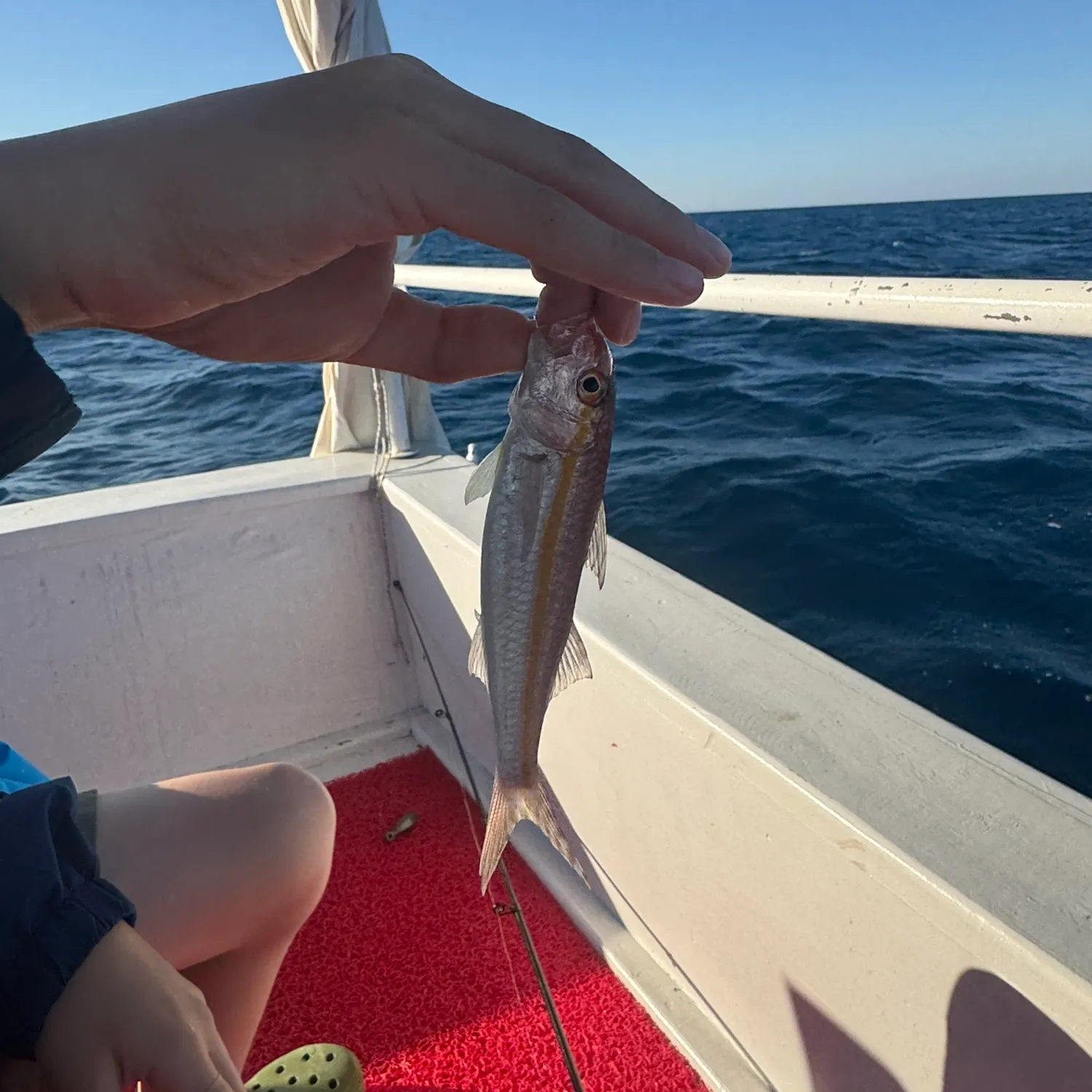 The most recent Striped red mullet catches on Fishbrain