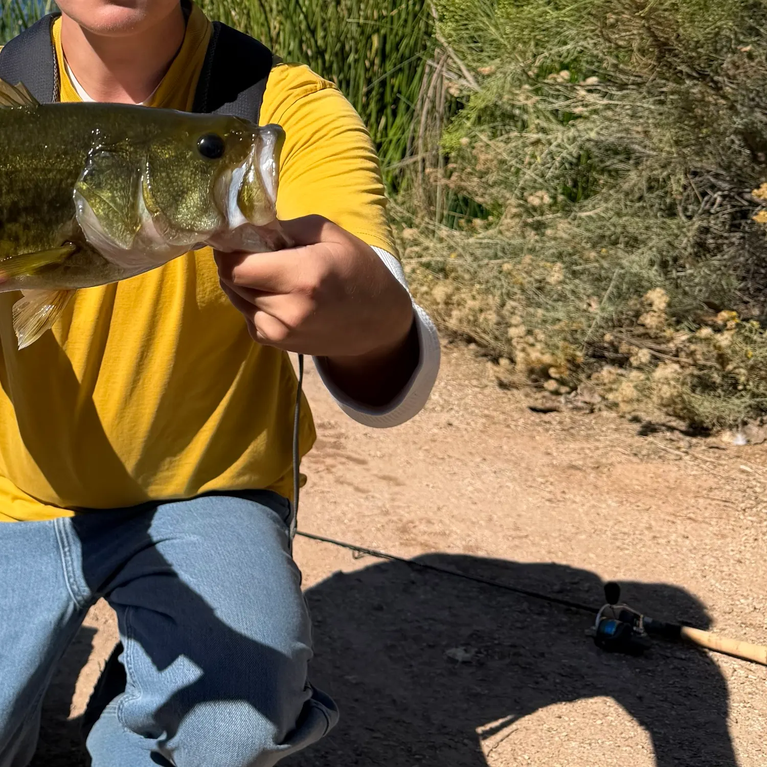Largemouth bass caught on Fishbrain