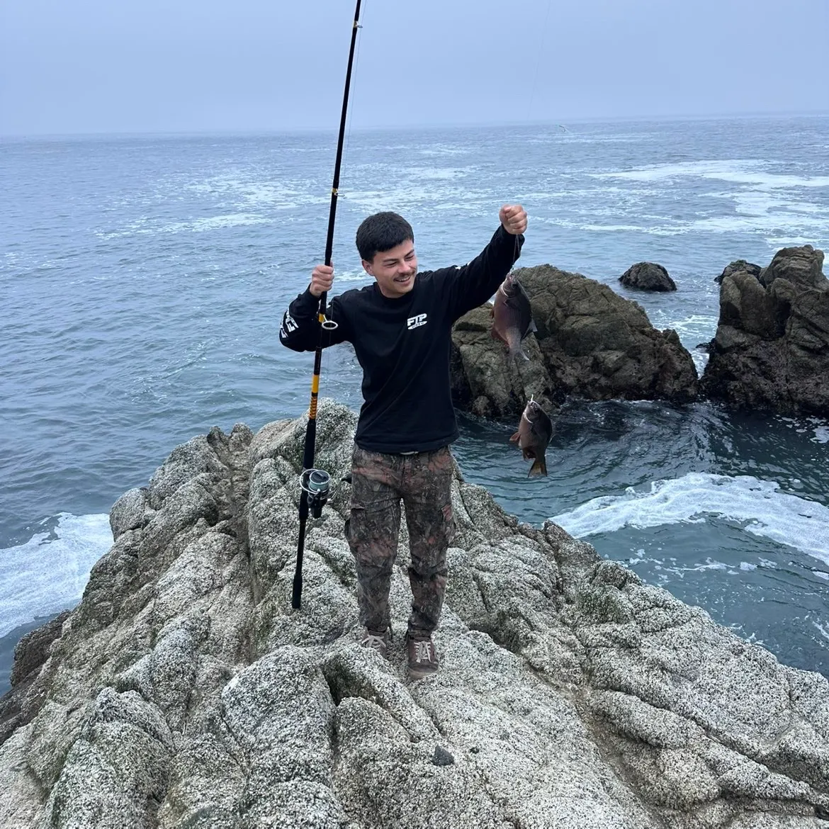 The most recent Striped seaperch catches on Fishbrain