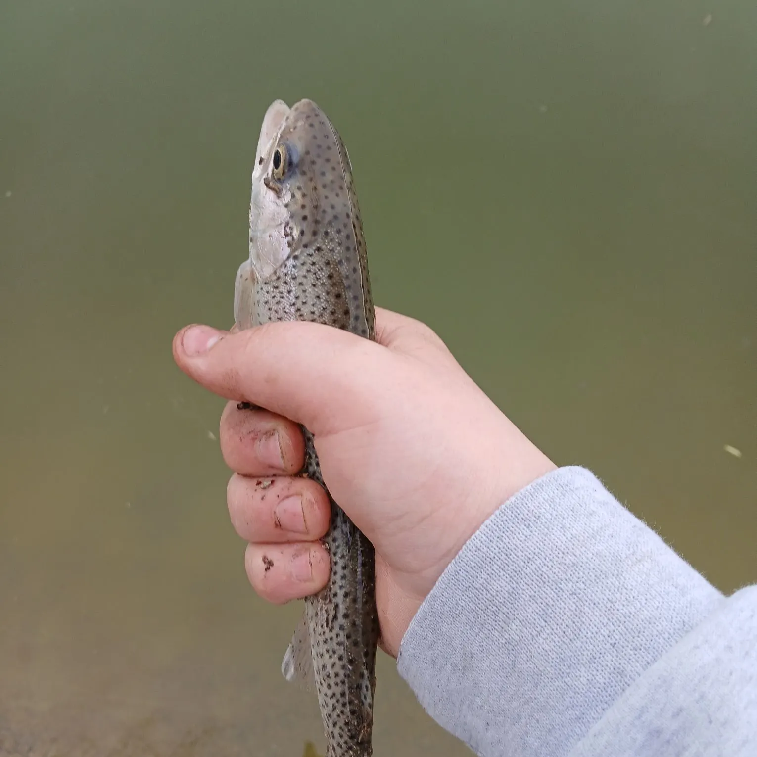 The most recent Bala shark catches on Fishbrain