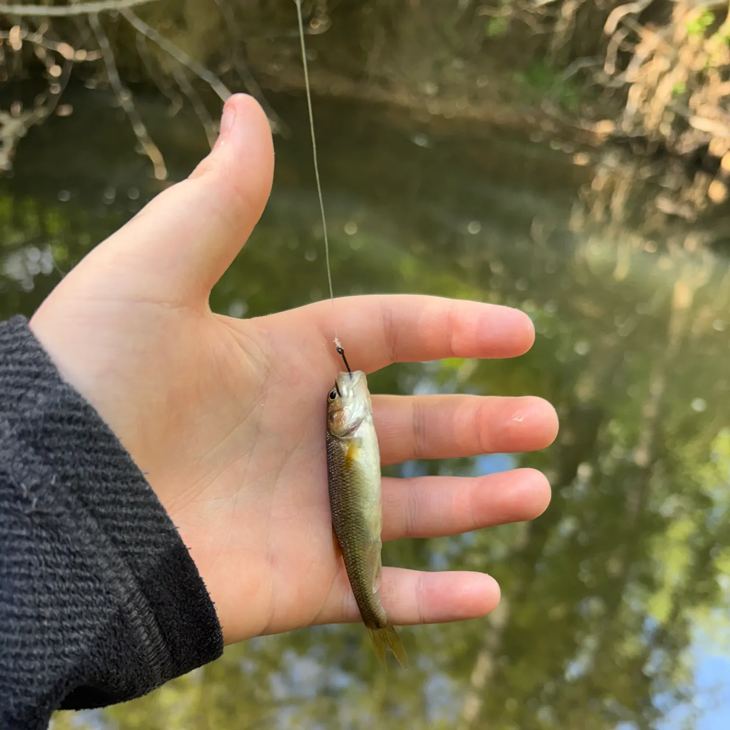 The most recent Redspot chub catches on Fishbrain
