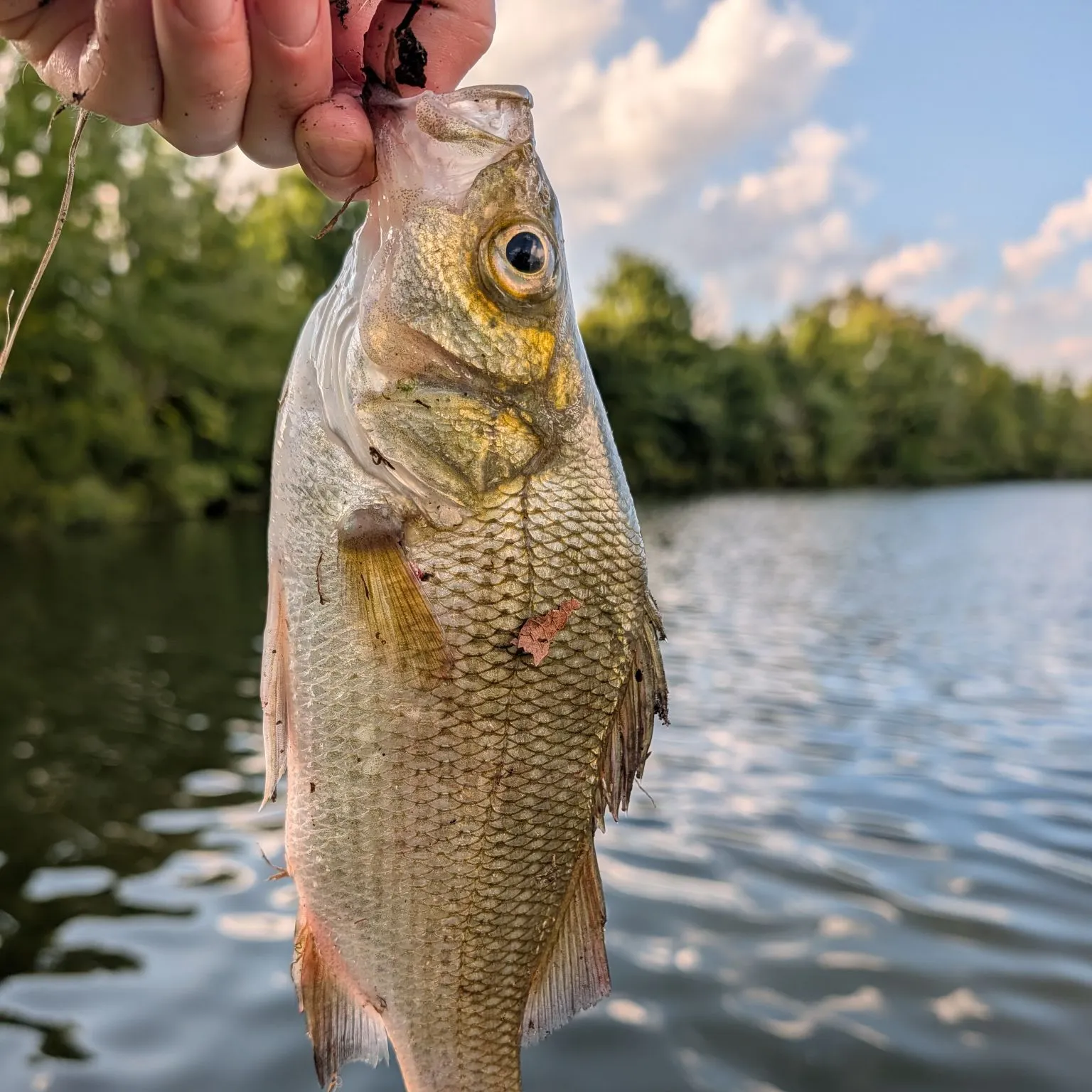 White perch caught on Fishbrain
