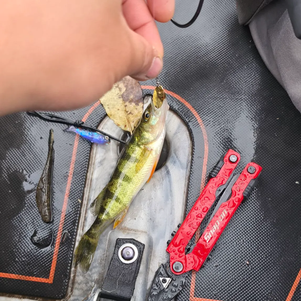 Yellow perch caught on Fishbrain