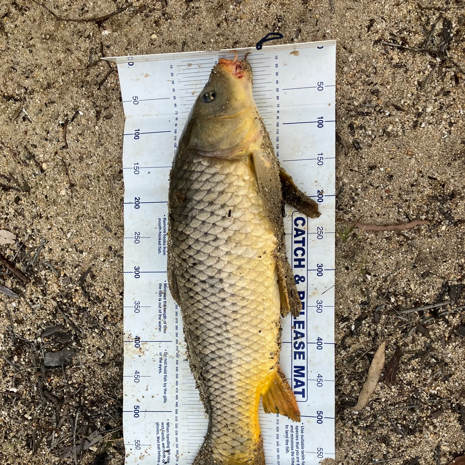 catch