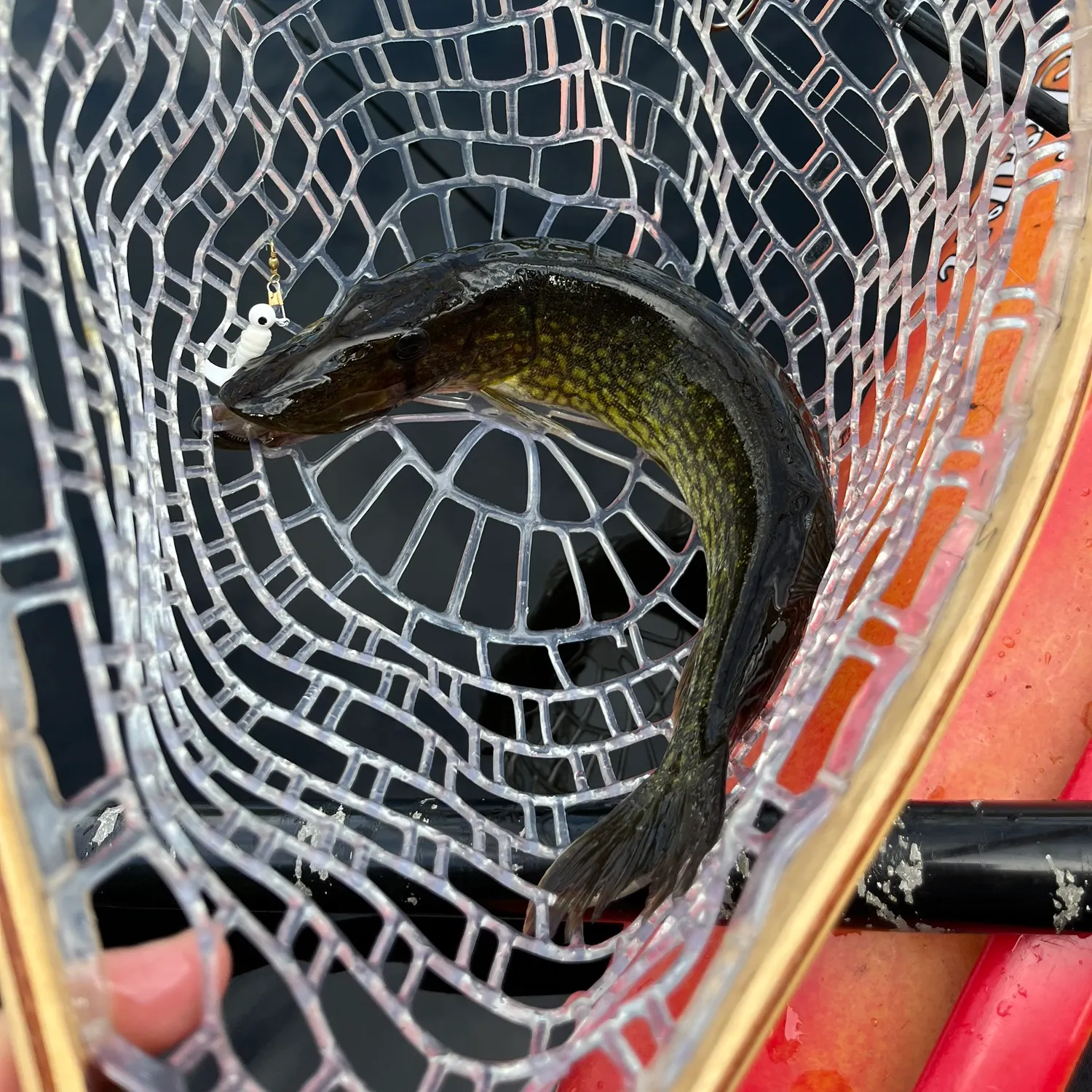 Chain pickerel caught on Fishbrain