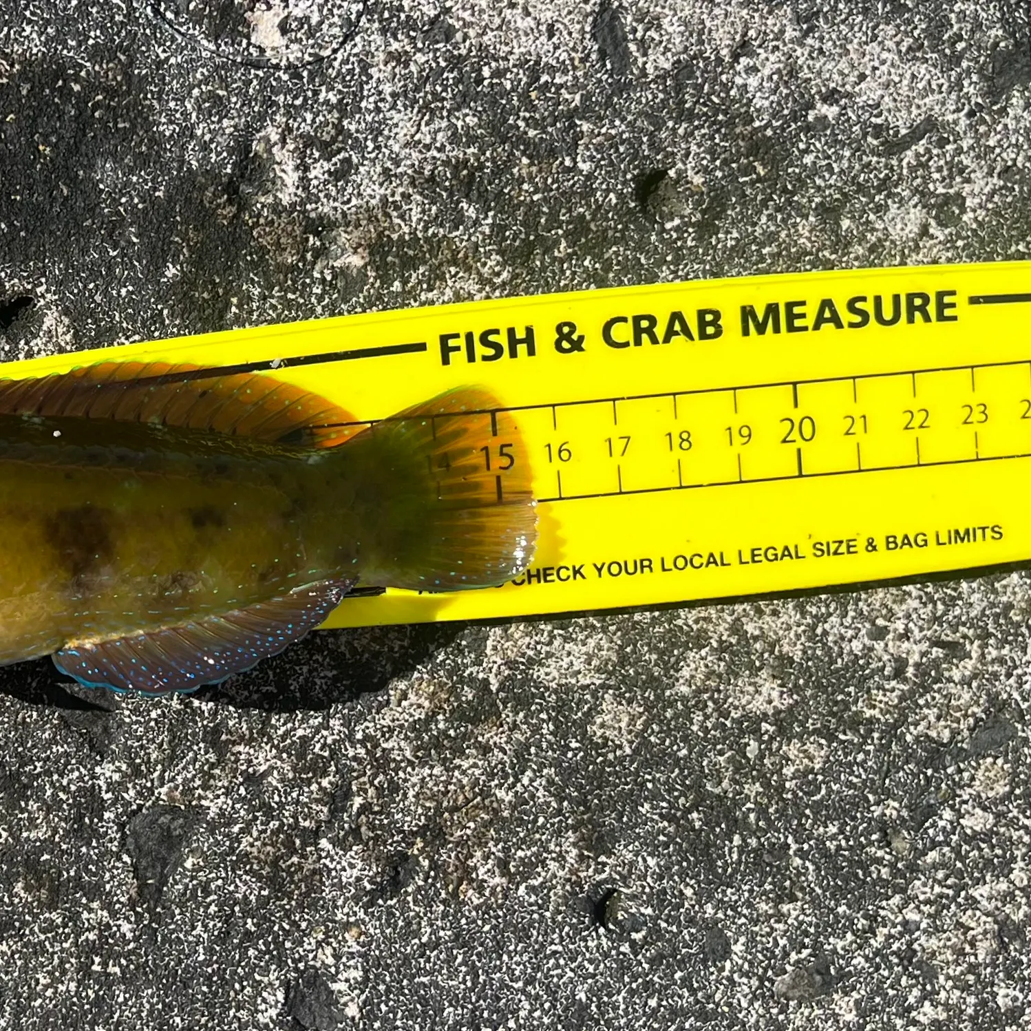 Patrician wrasse caught on Fishbrain
