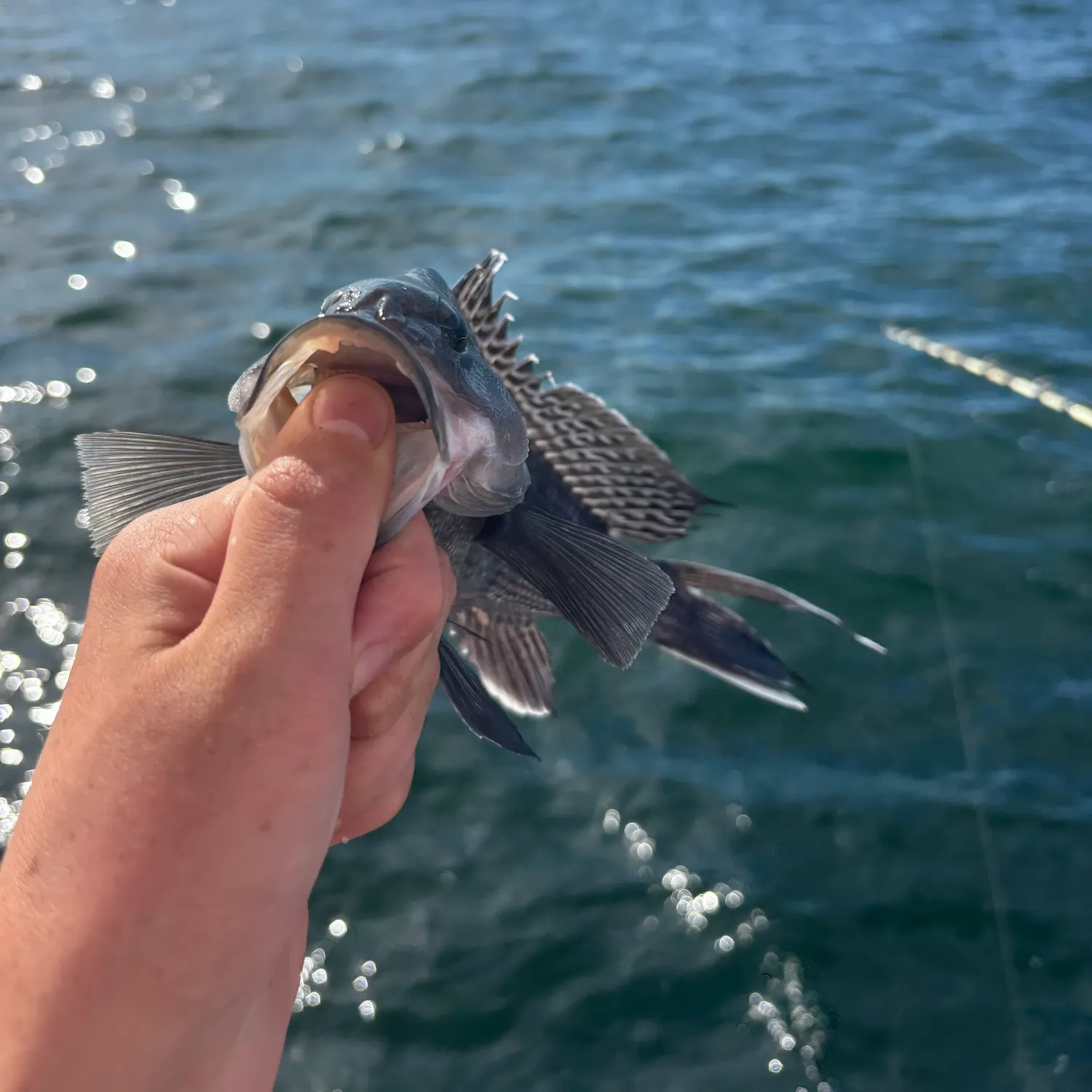 Black sea bass caught on Fishbrain