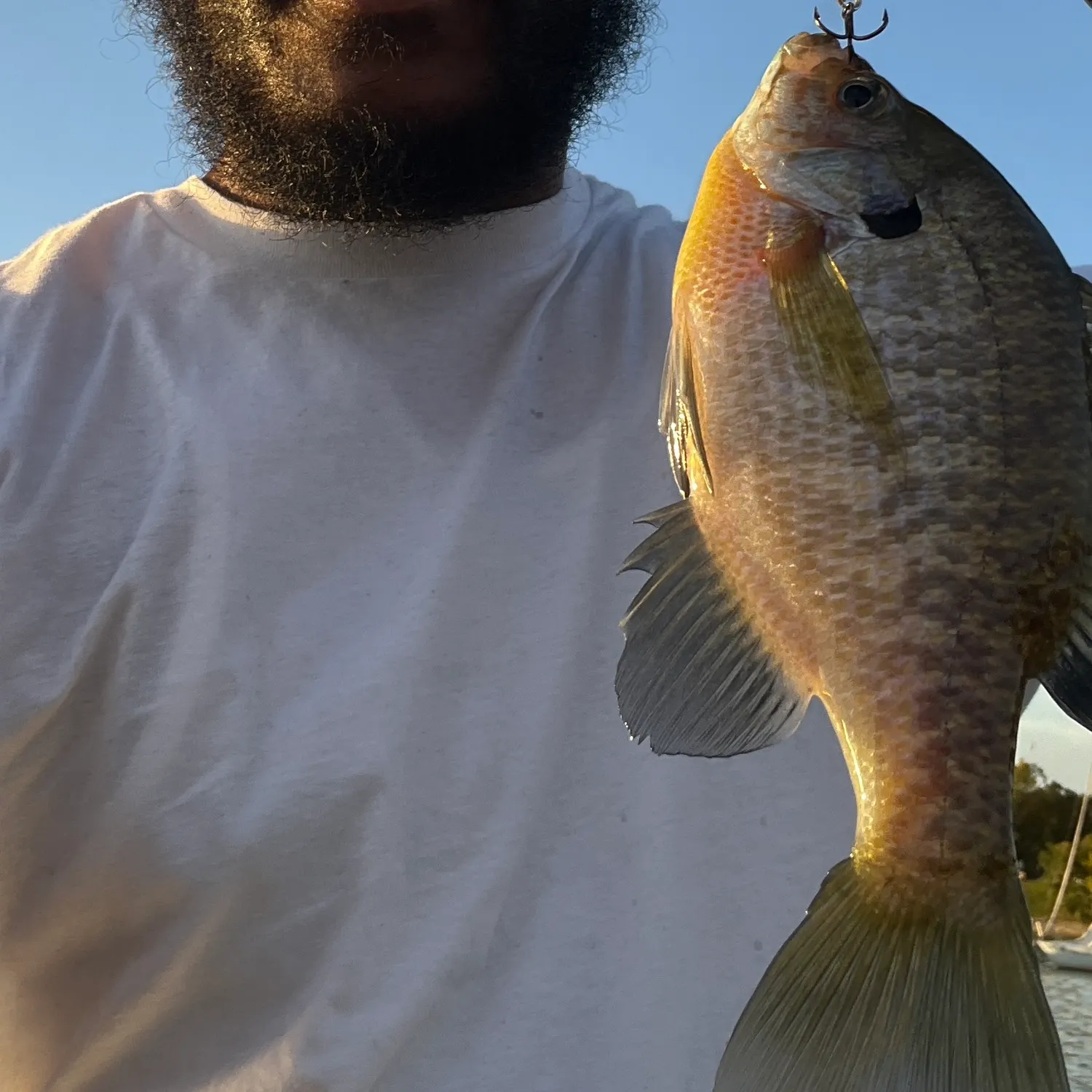 Bluegill caught on Fishbrain