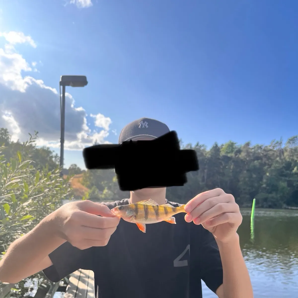 European perch caught on Fishbrain