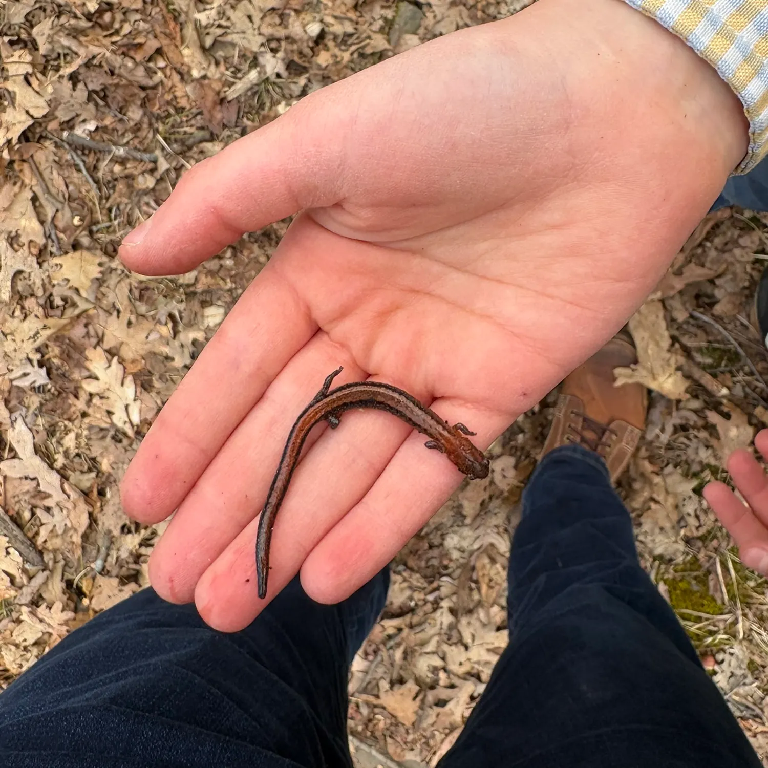 The most recent Common mudpuppy catches on Fishbrain