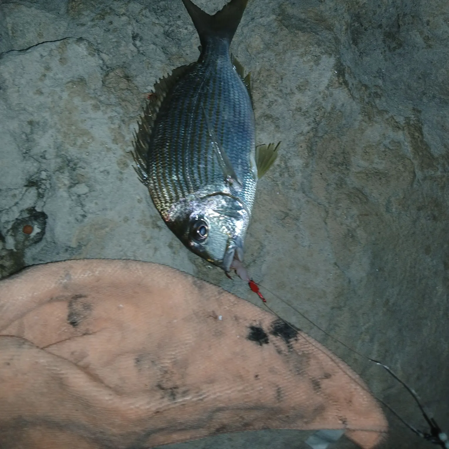 Goldlined seabream caught on Fishbrain