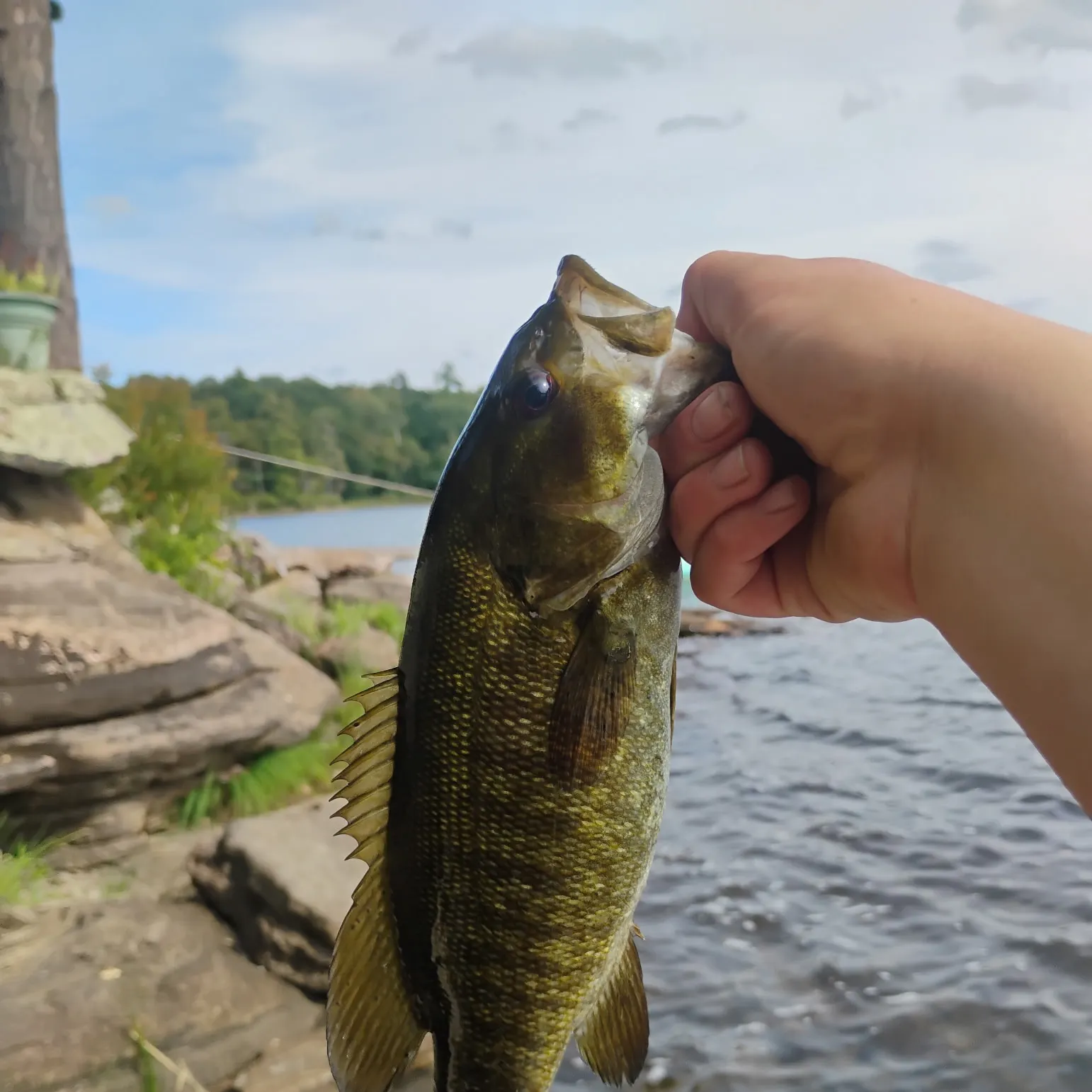 Smallmouth bass caught on Fishbrain