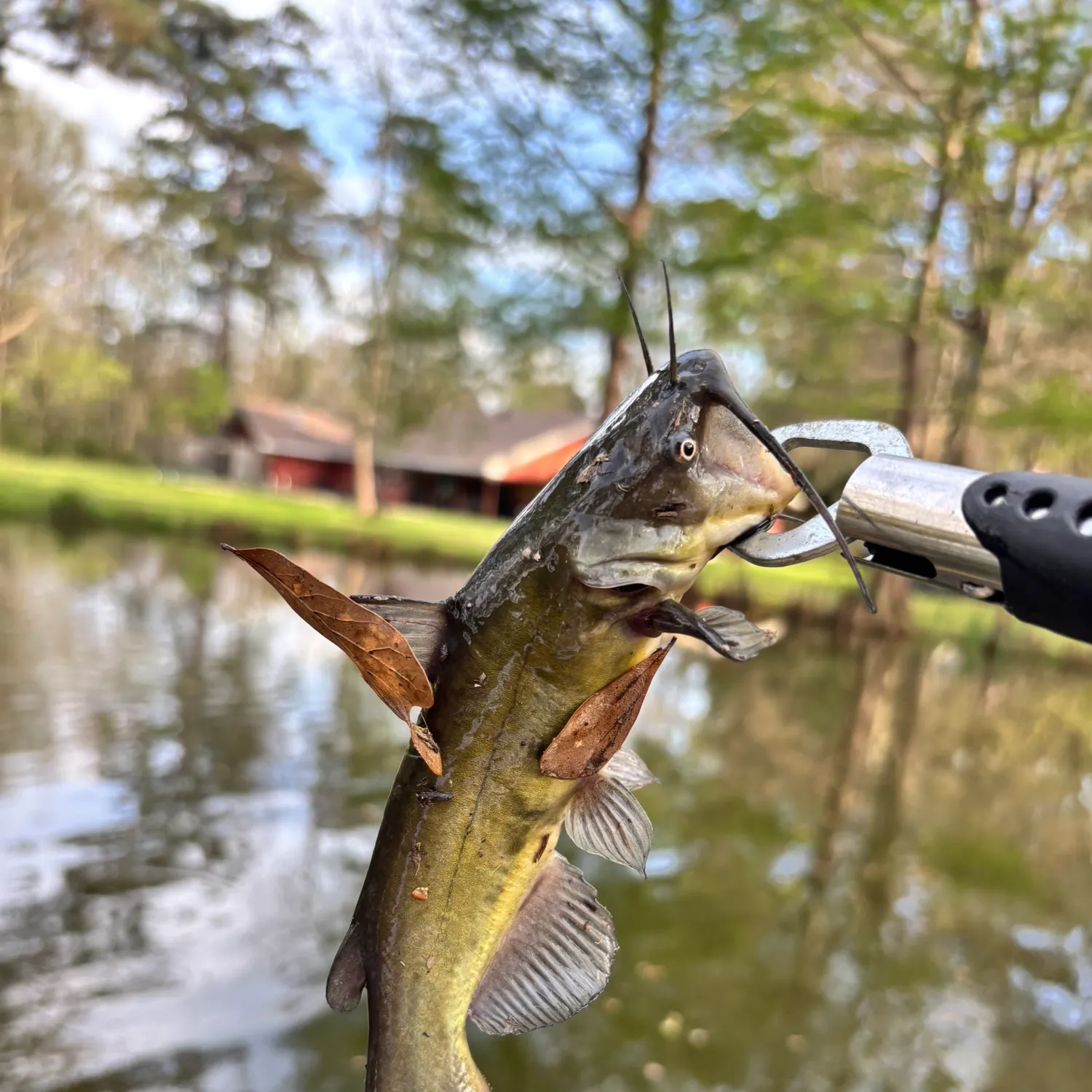 Fish caught on Fishbrain