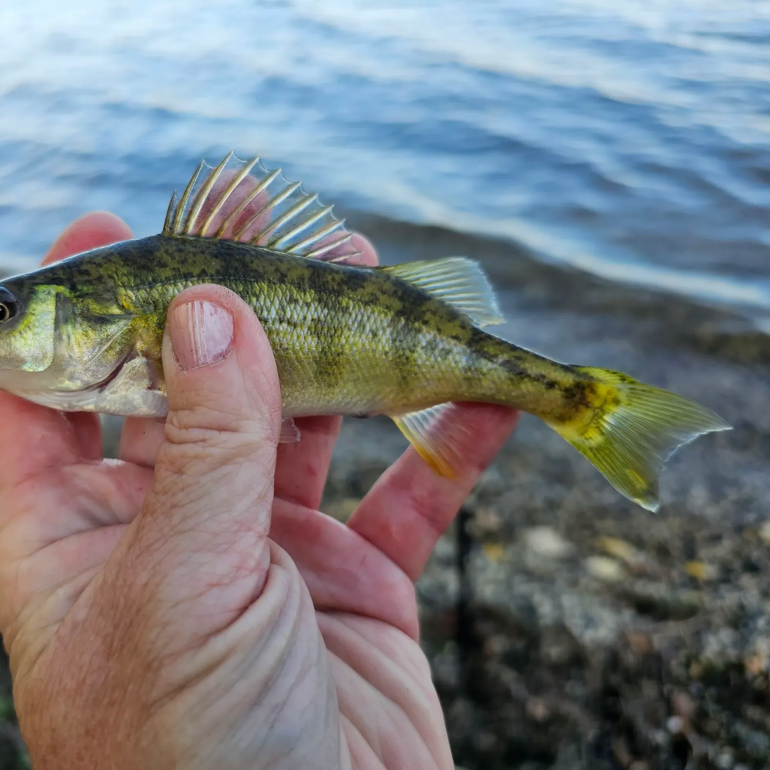Yellow perch caught on Fishbrain