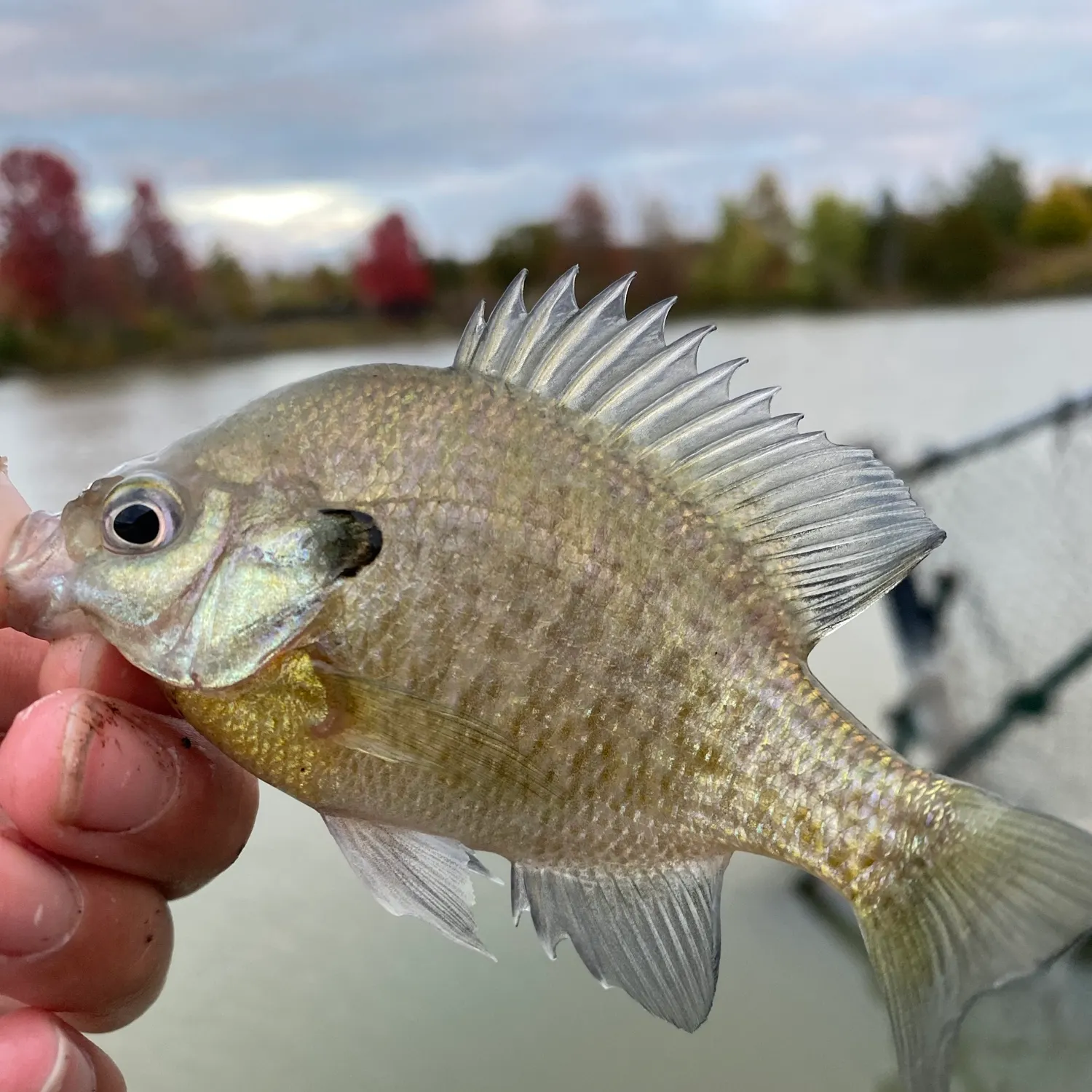 Bluegill caught on Fishbrain