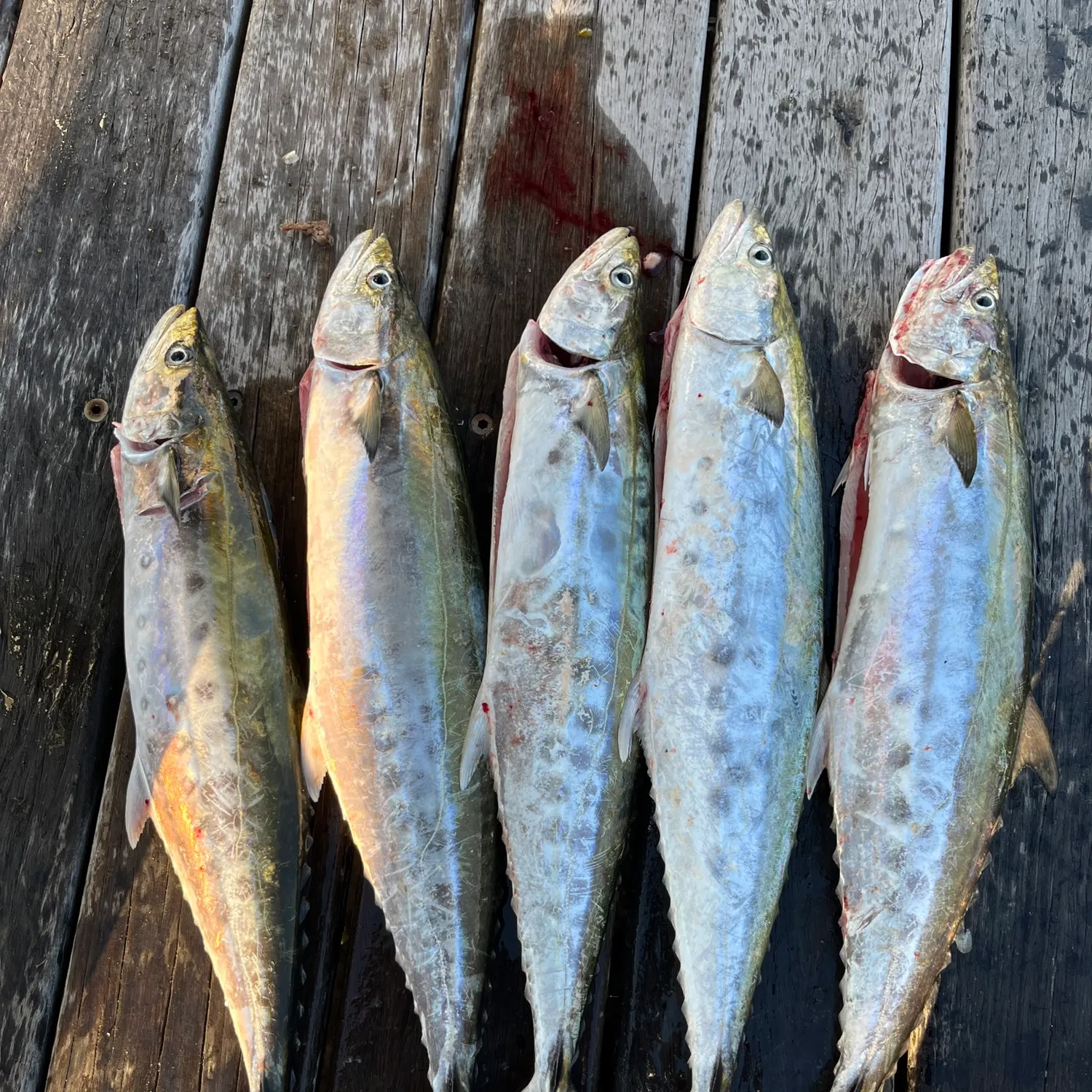 The most recent Queensland school mackerel catches on Fishbrain