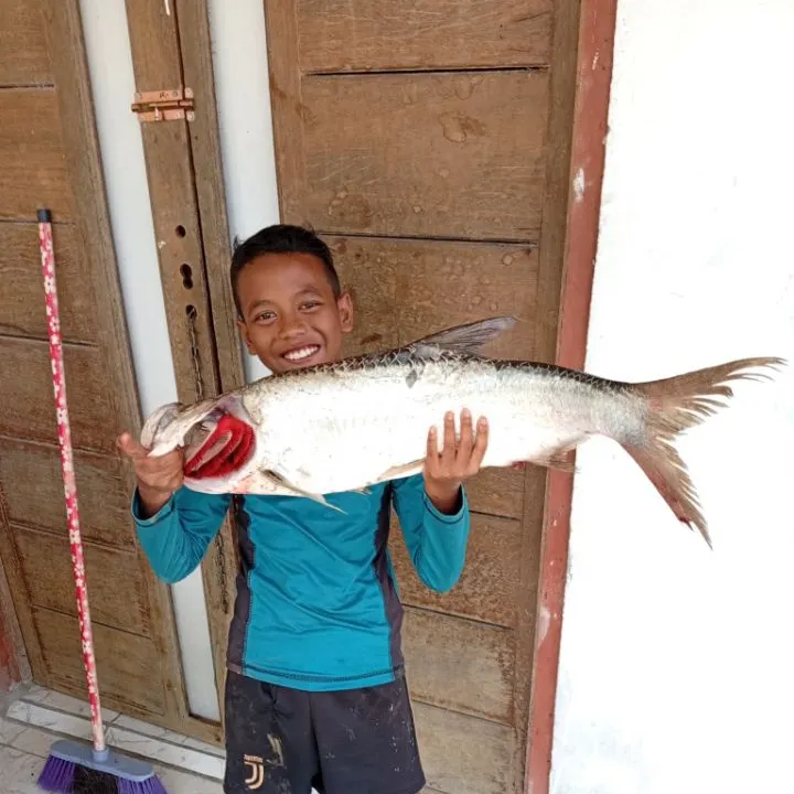 The most recent Tarpon catches on Fishbrain