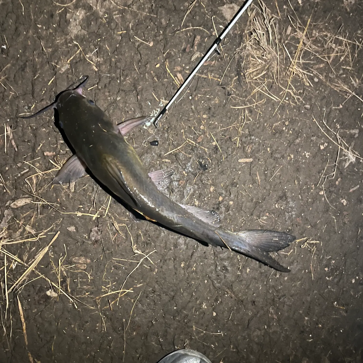 Channel catfish caught on Fishbrain