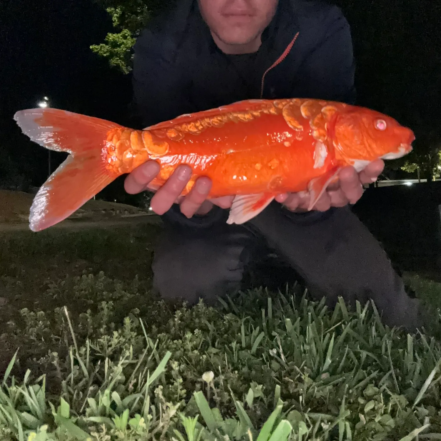 The most popular recent Koi carp catch on Fishbrain