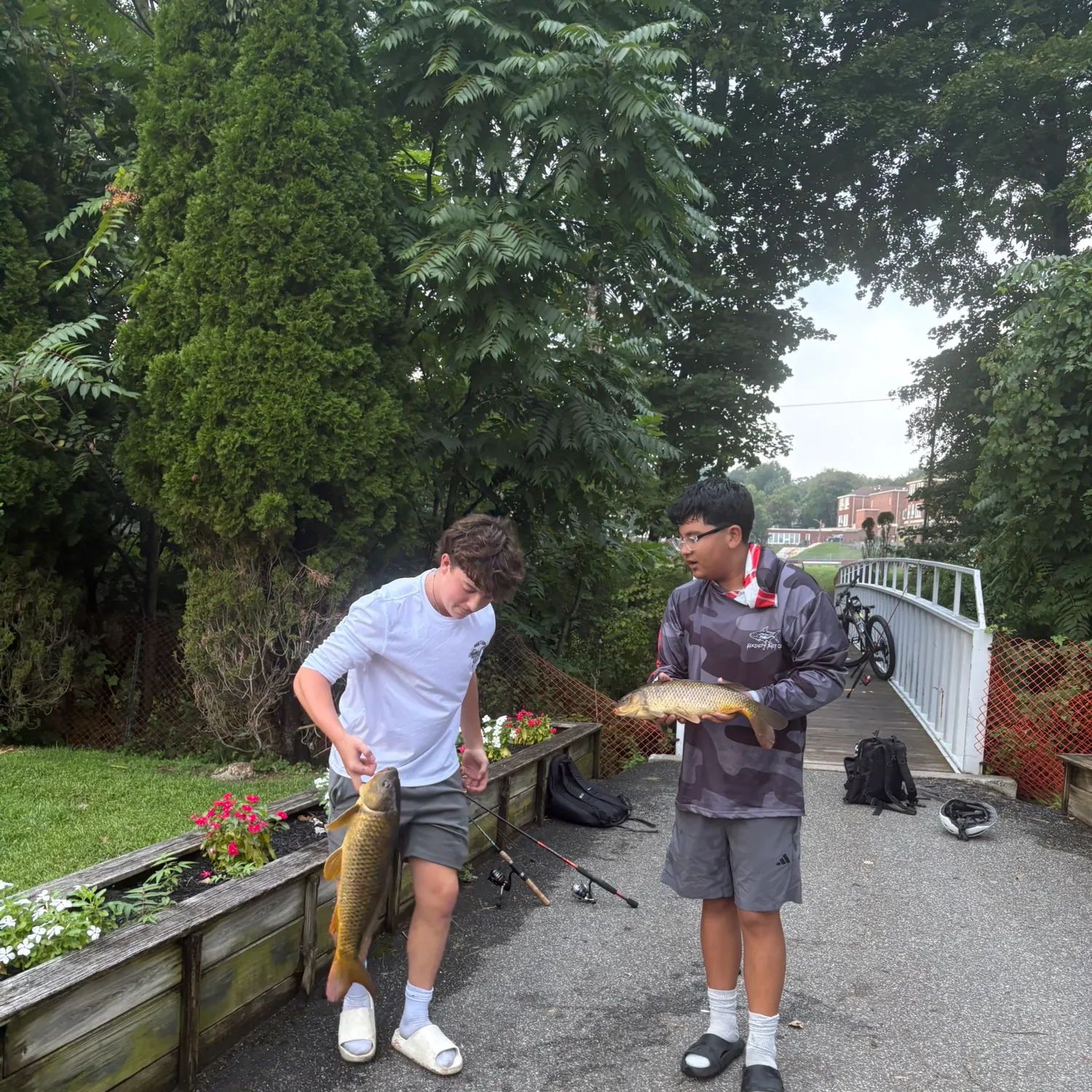 Common carp caught on Fishbrain