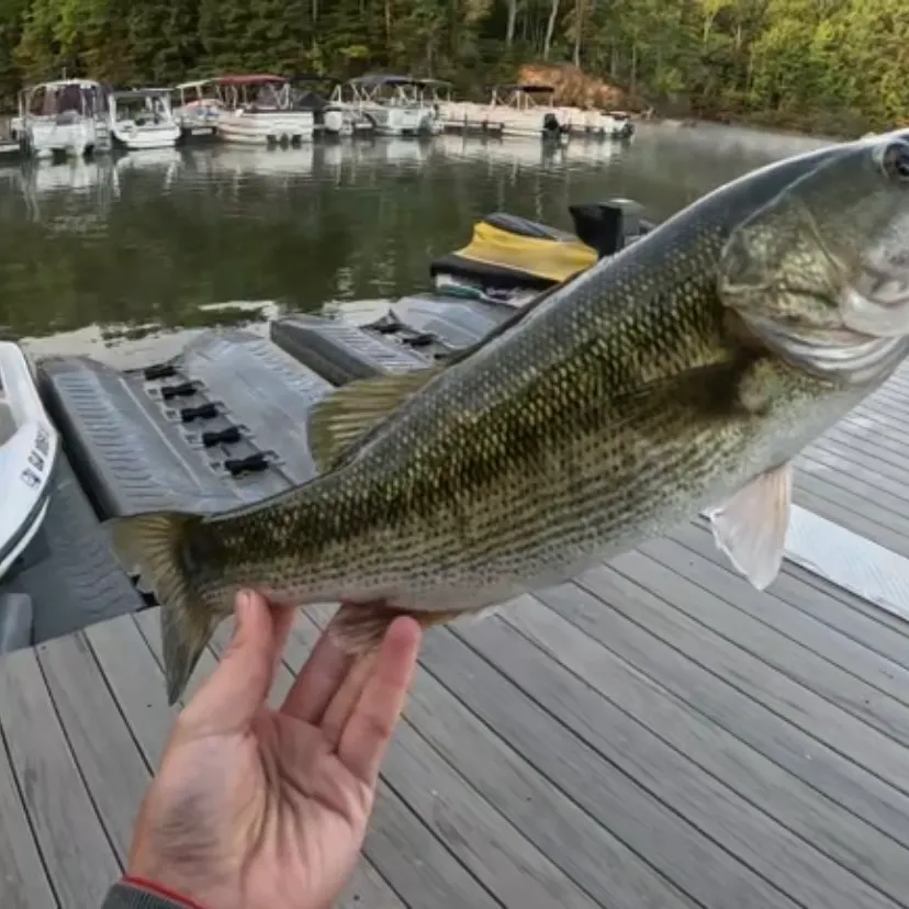 Spotted bass caught on Fishbrain